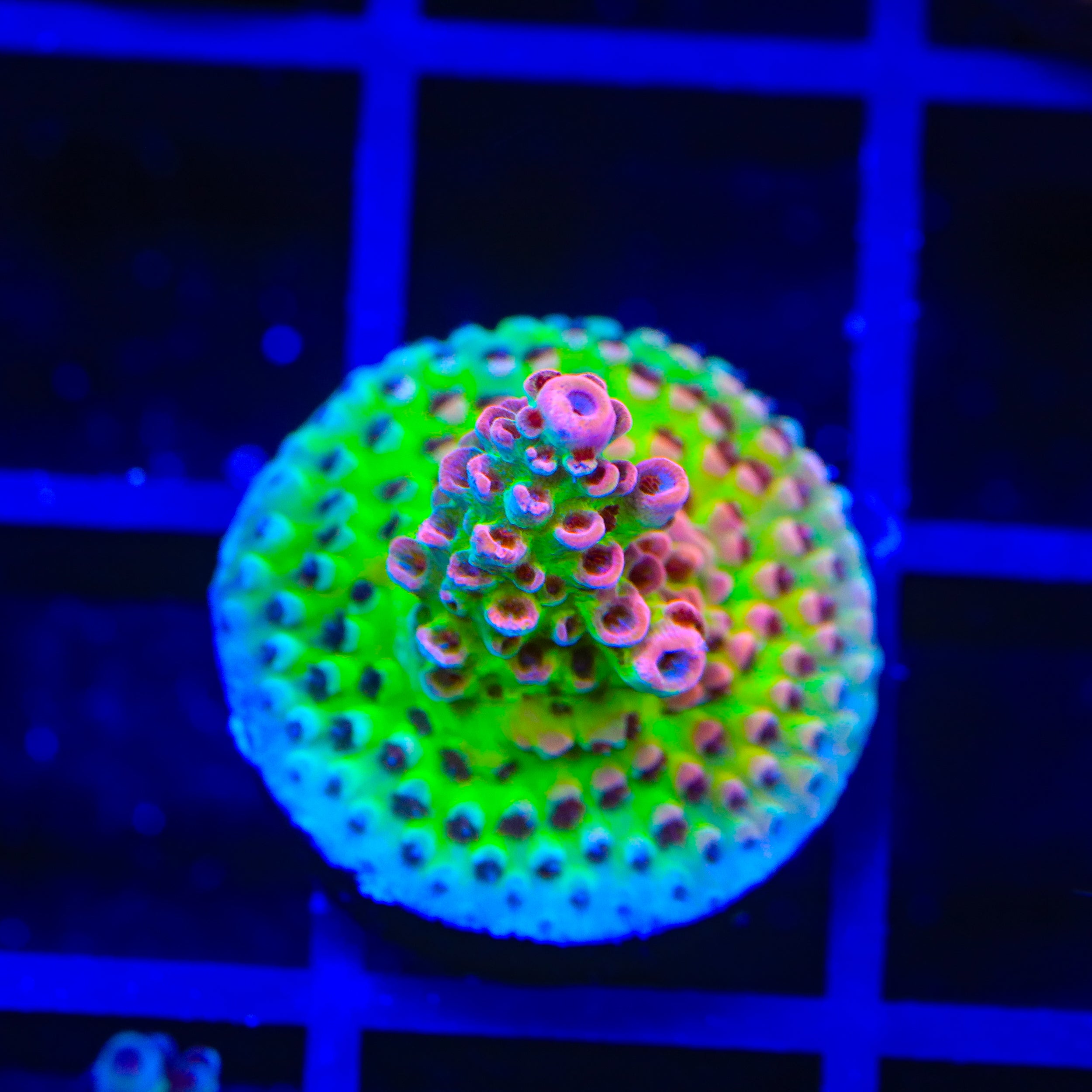 TSA Princess Peach Acropora Coral – Top Shelf Aquatics