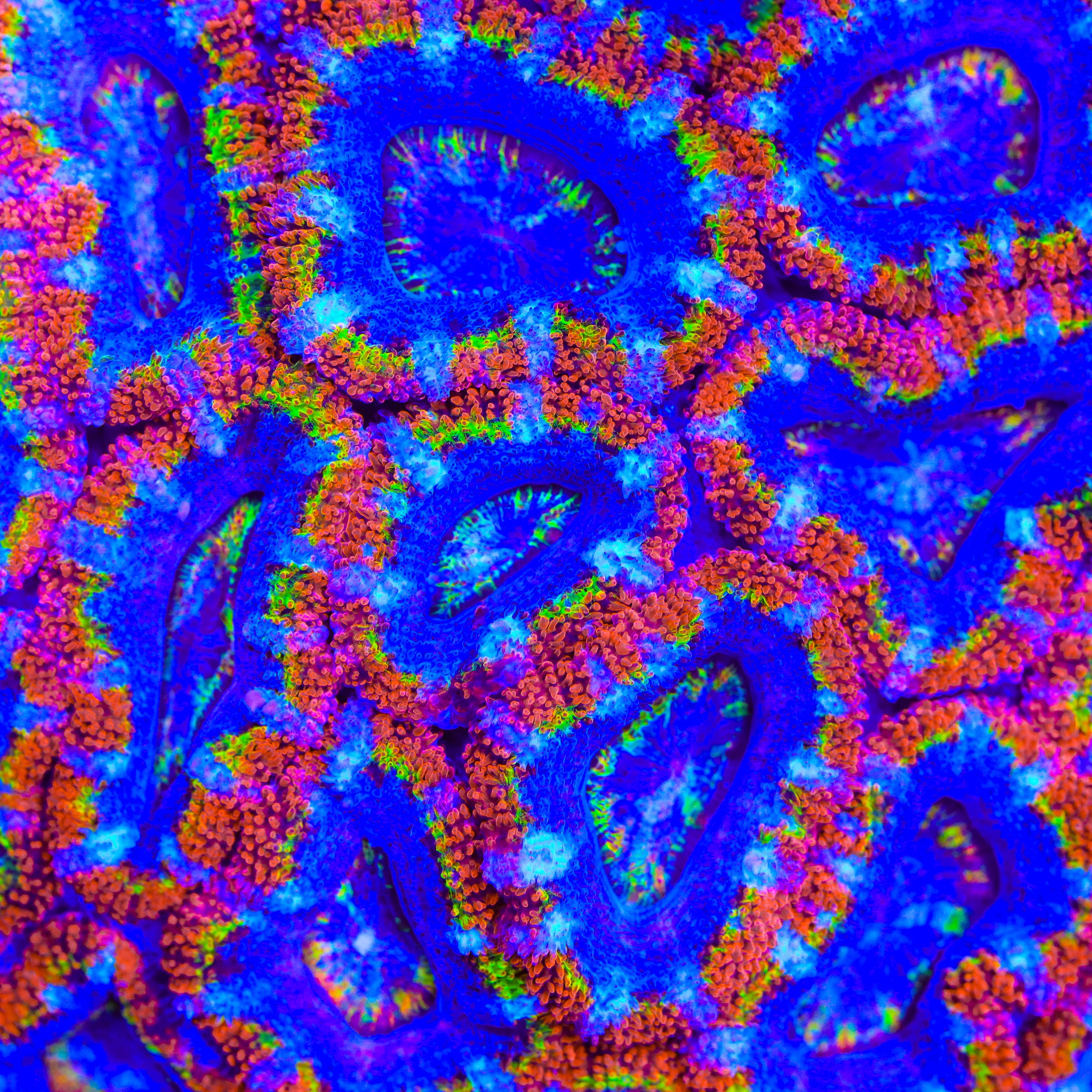 TSA Superman Sunshine Acan Coral – Cut to Order – Top Shelf Aquatics