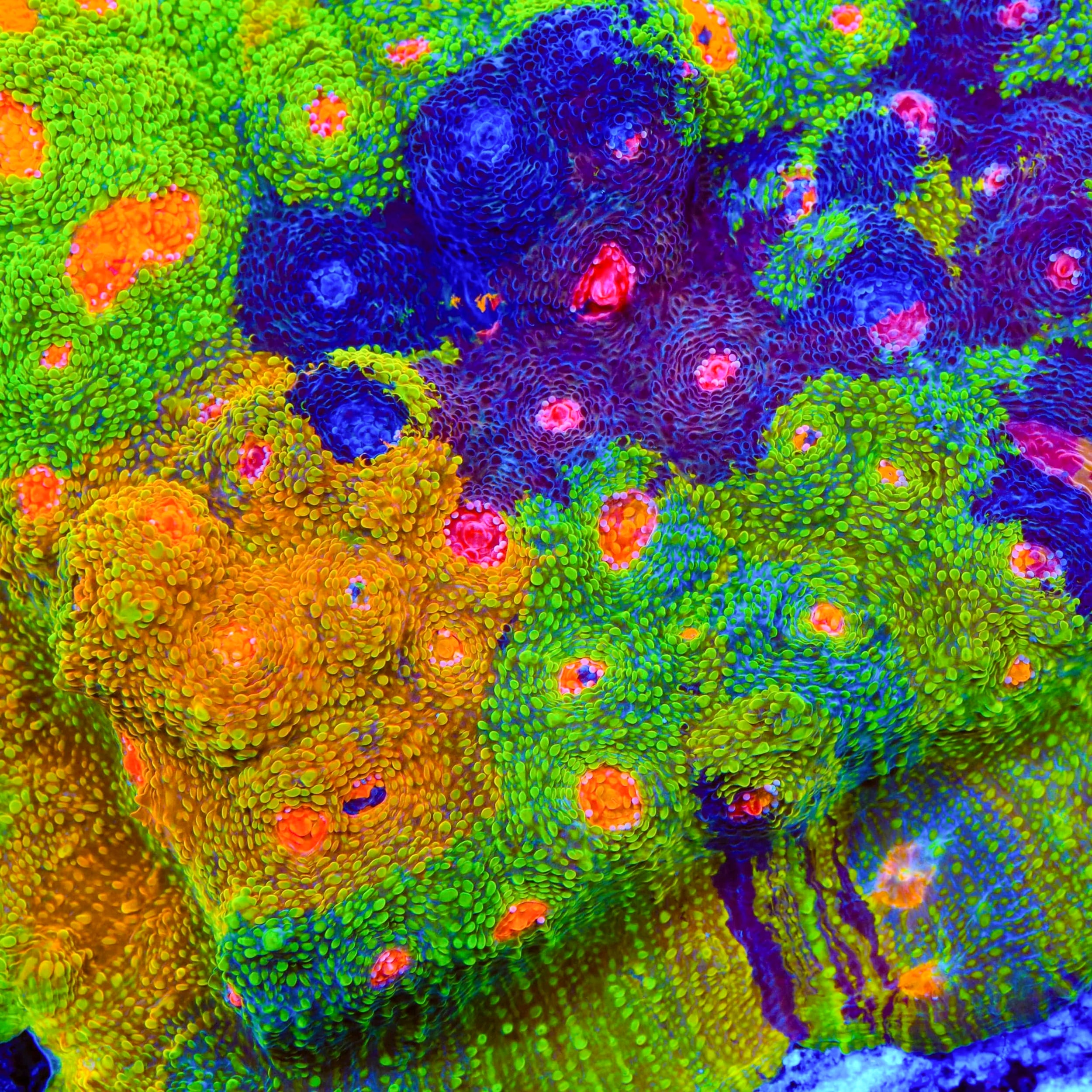 Crayola Meltdown Chalice Coral – Cut to Order – Top Shelf Aquatics