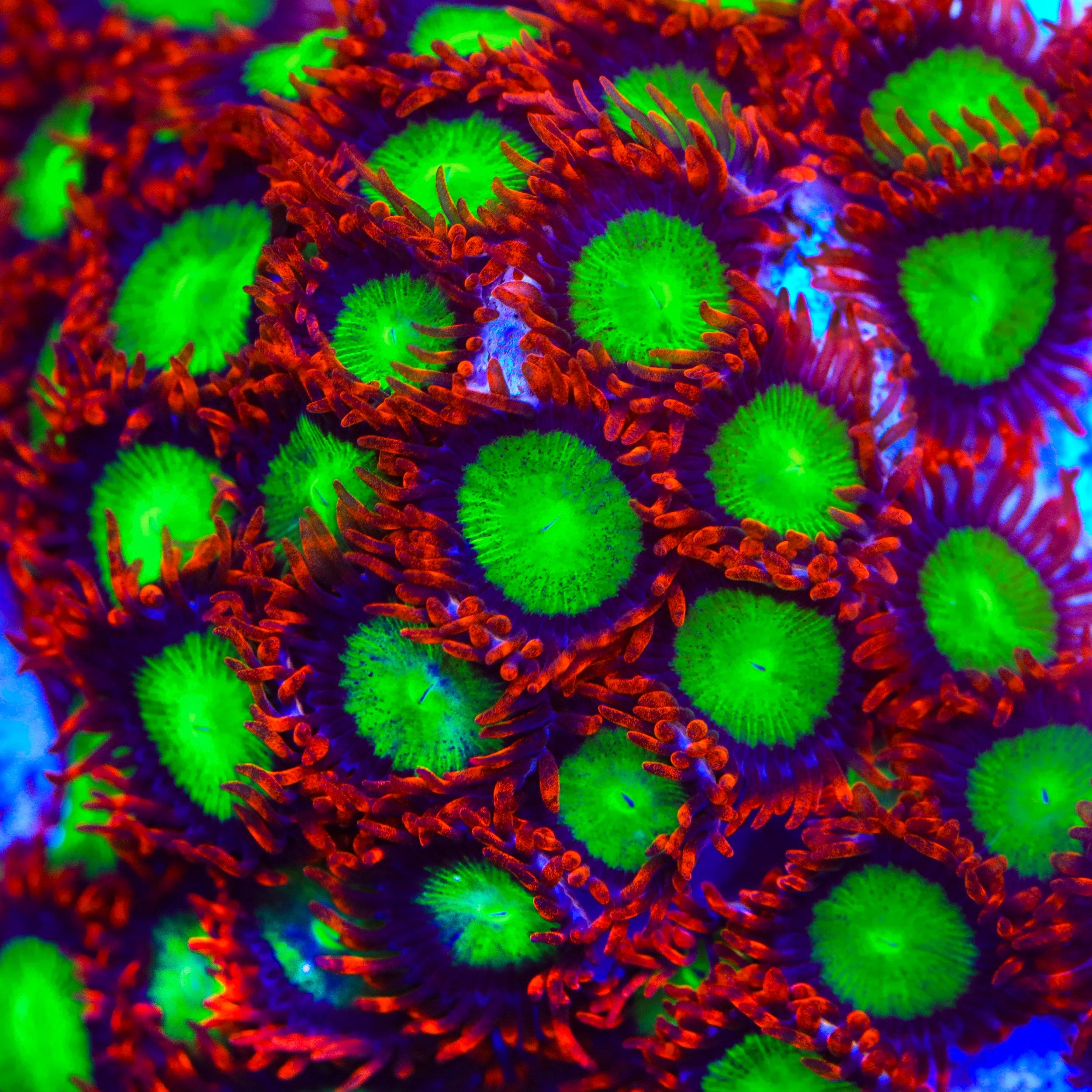 Goblins on Fire Zoanthids Coral – Top Shelf Aquatics