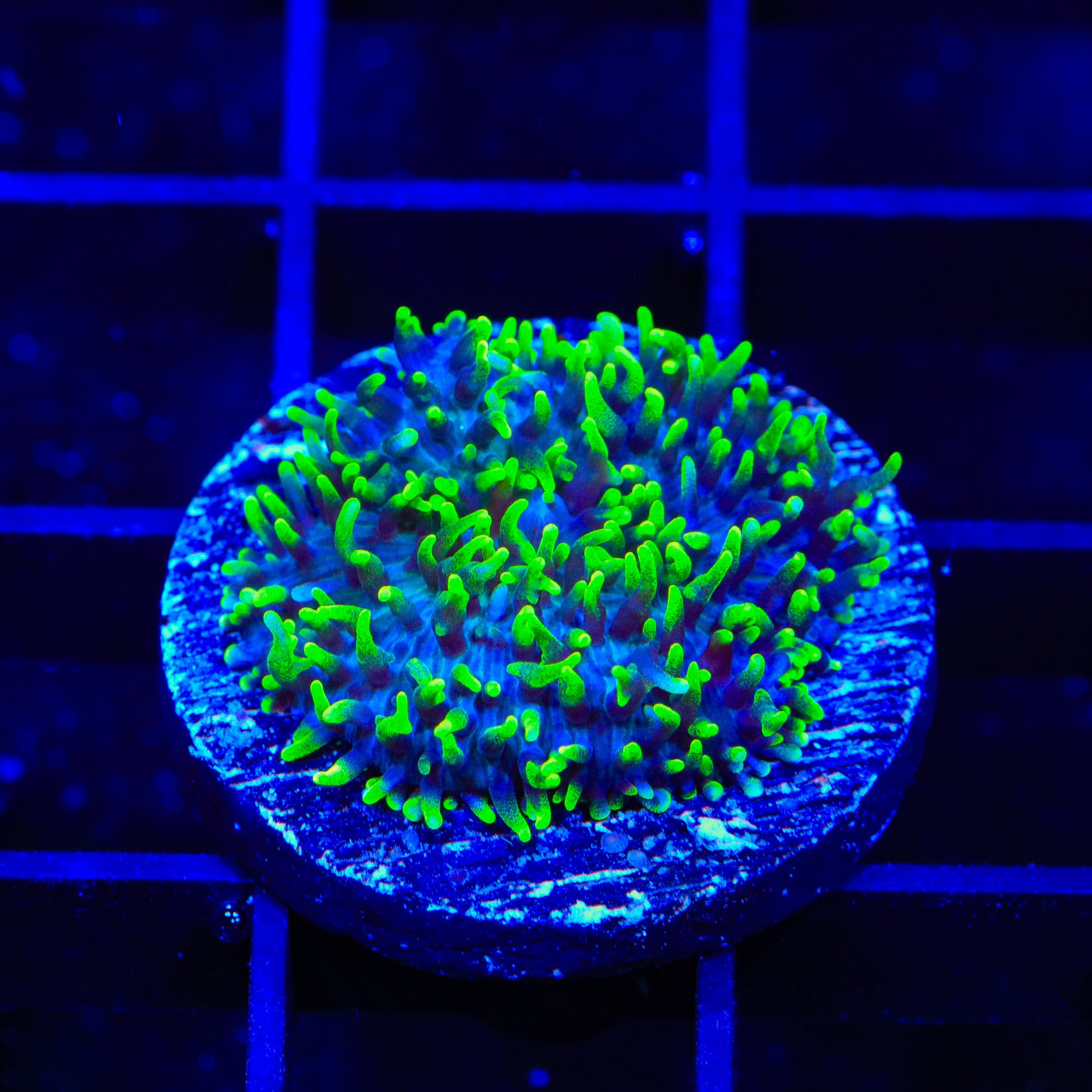 Green Hairy Mushroom Coral – Top Shelf Aquatics