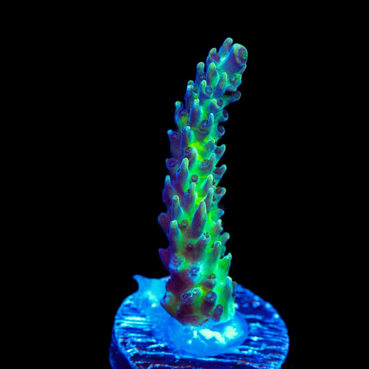Greg Hillers Aqua Delight Acropora Coral – Top Shelf Aquatics