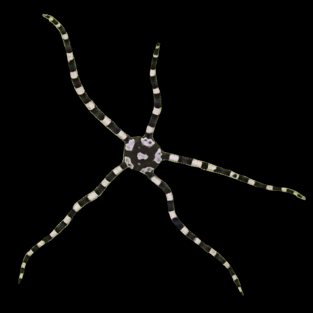 Harlequin Serpent Starfish – Top Shelf Aquatics