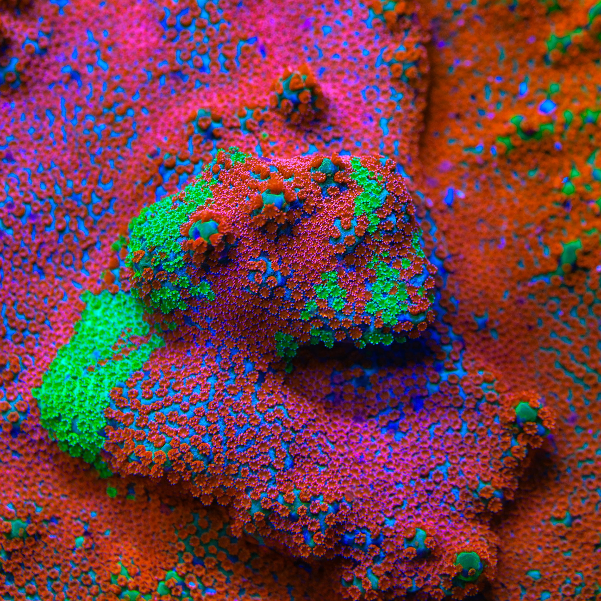エキゾティック サウンド John McFarland - Provocatif JF Dizzy Spell Grafted Montipora Coral – Cut to Order – Top Shelf