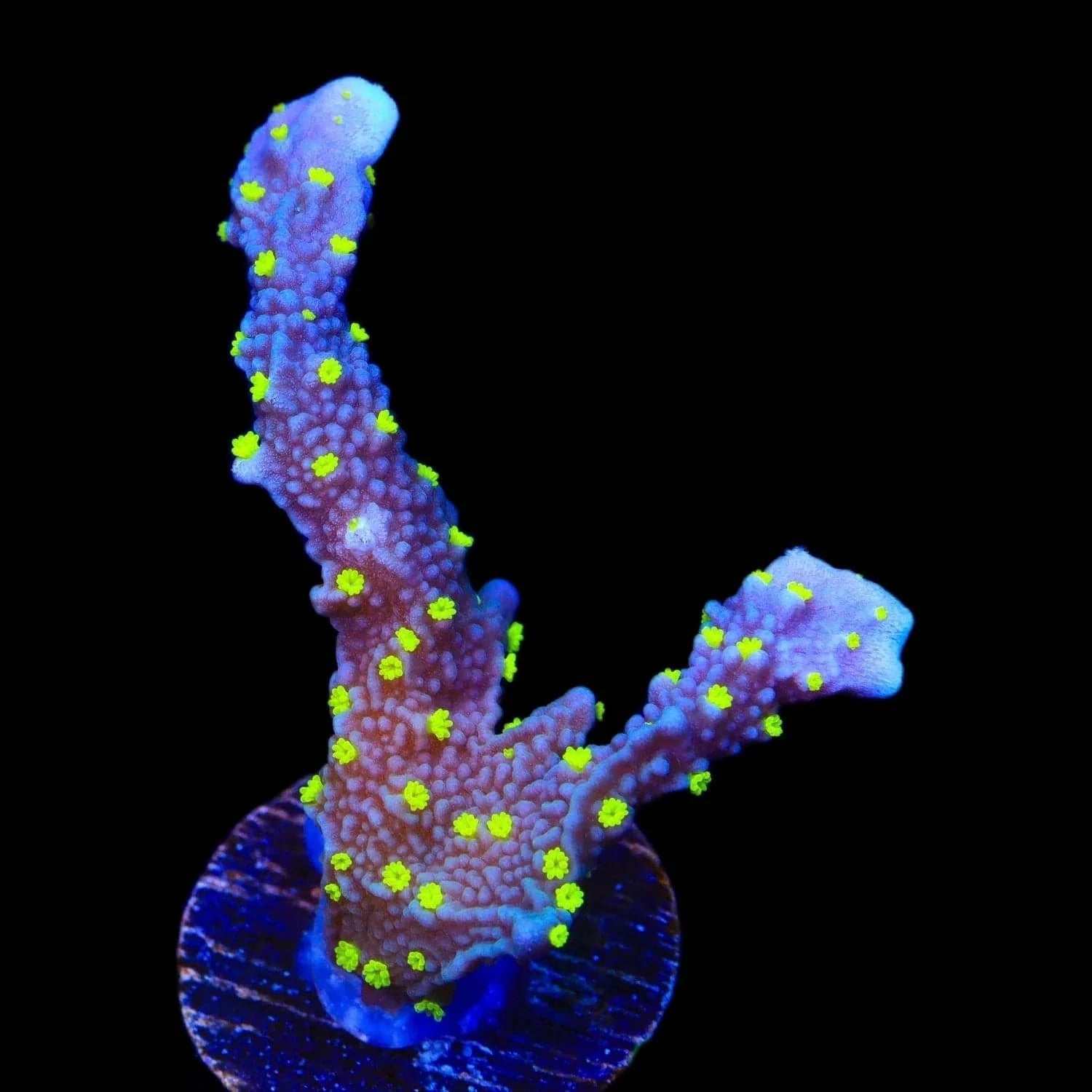 JF Midnight Dynamite Montipora Coral – Almost WYSIWYG – Top Shelf