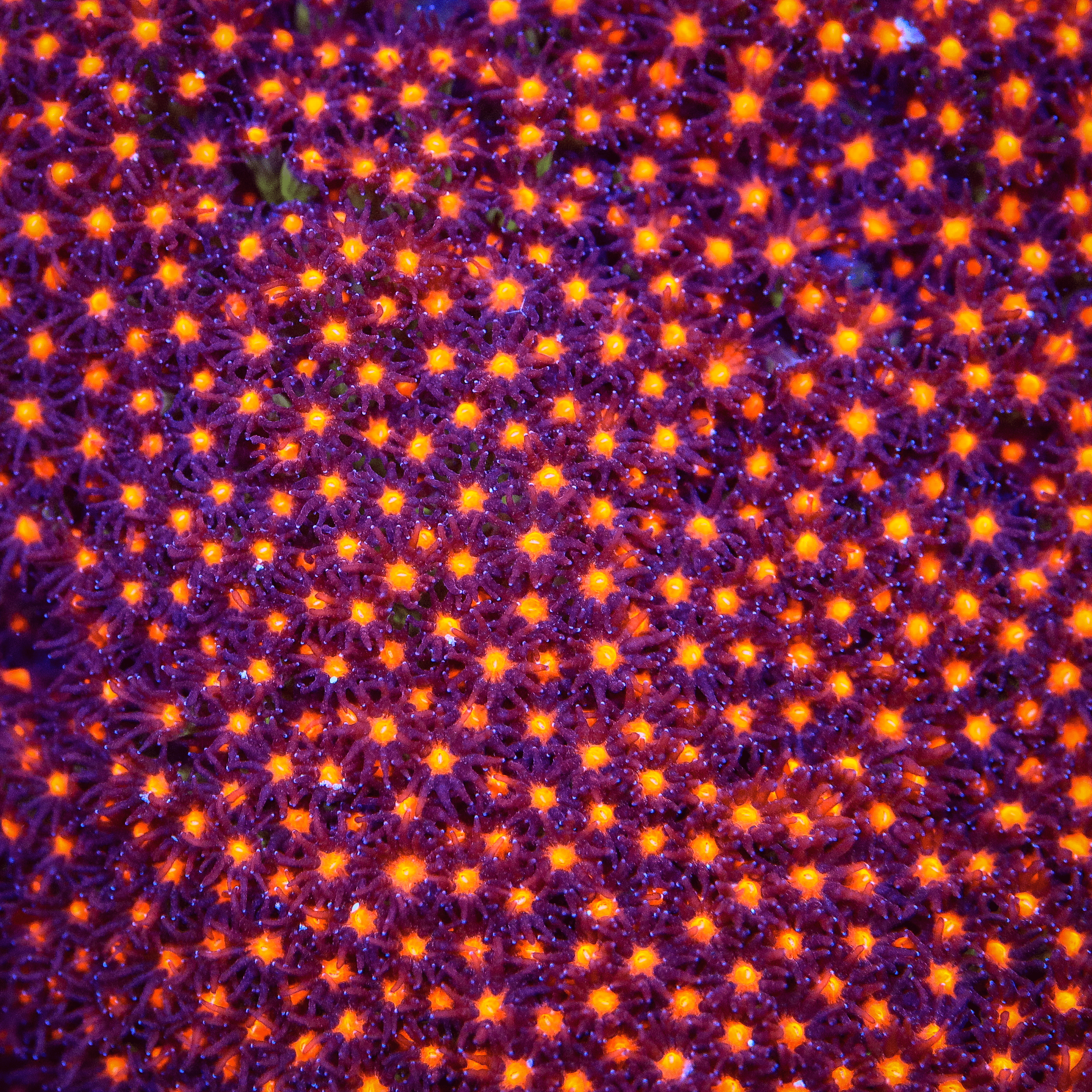 JF Sunset Stylocoeniella Coral – Top Shelf Aquatics