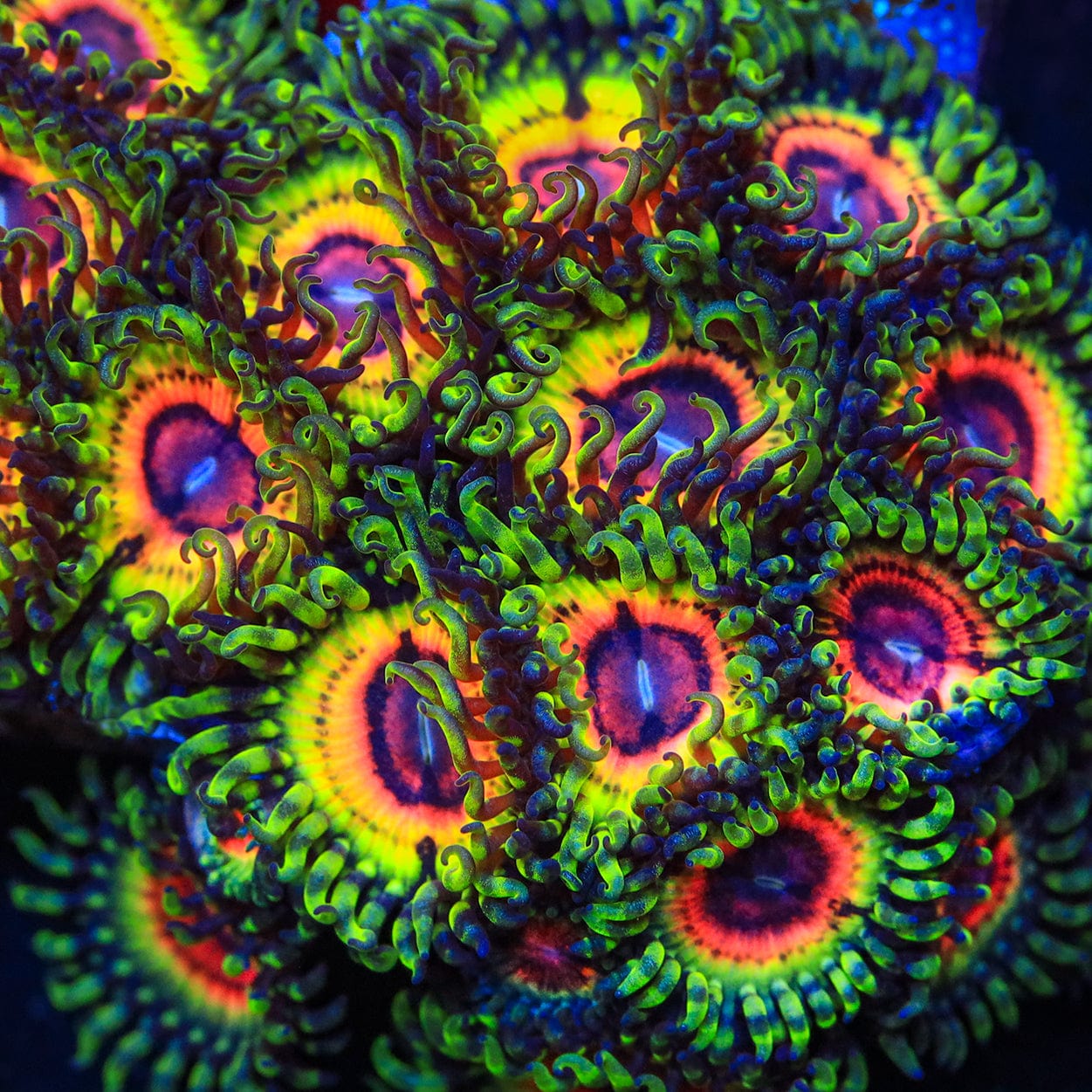 【非売品・超希少】[Z.O.A] Humanical Garden 19th Little Shop of Horror Zoanthids Coral – Cut to Order – Top Shelf