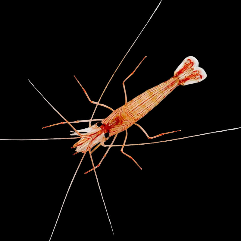 Peppermint Shrimp for Sale – Lysmata wurdemanni – Top Shelf Aquatics