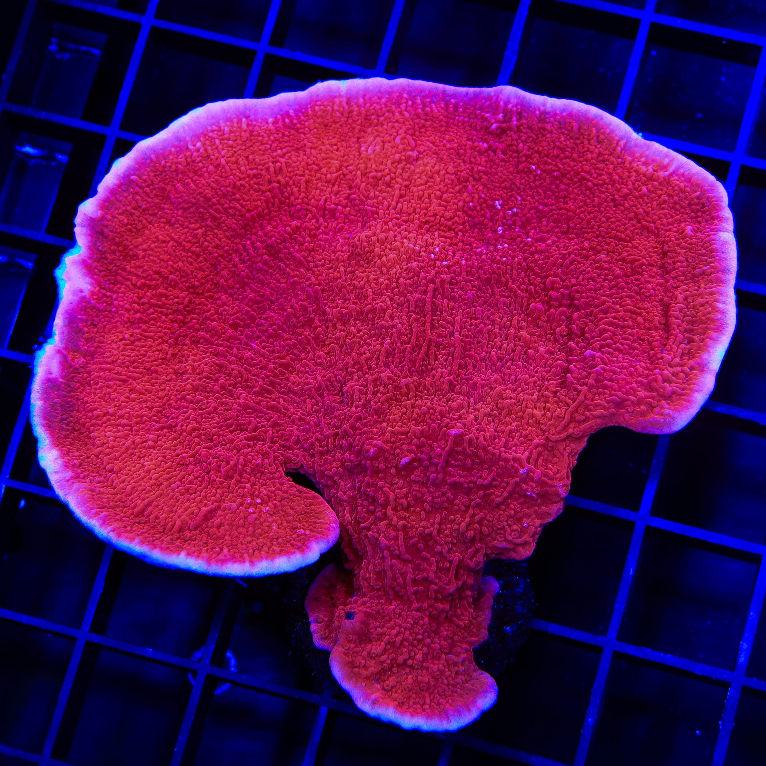 Red Montipora Cap XL Frag Coral – Almost WYSIWYG – Top Shelf Aquatics