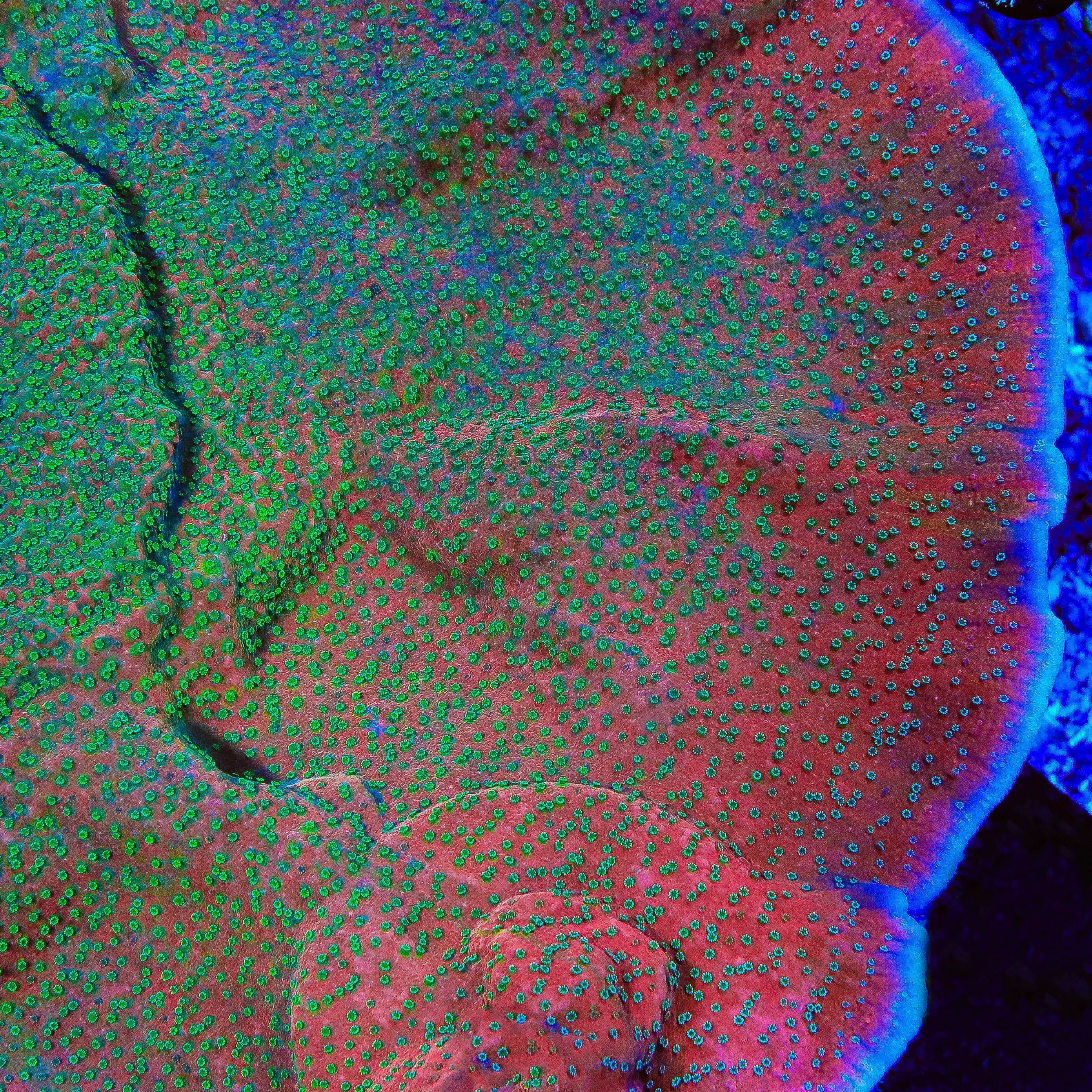 M*.様 CORAL FLAT-5II ペア TSA Apple Jacks Montipora Cap Coral – Top Shelf Aquatics