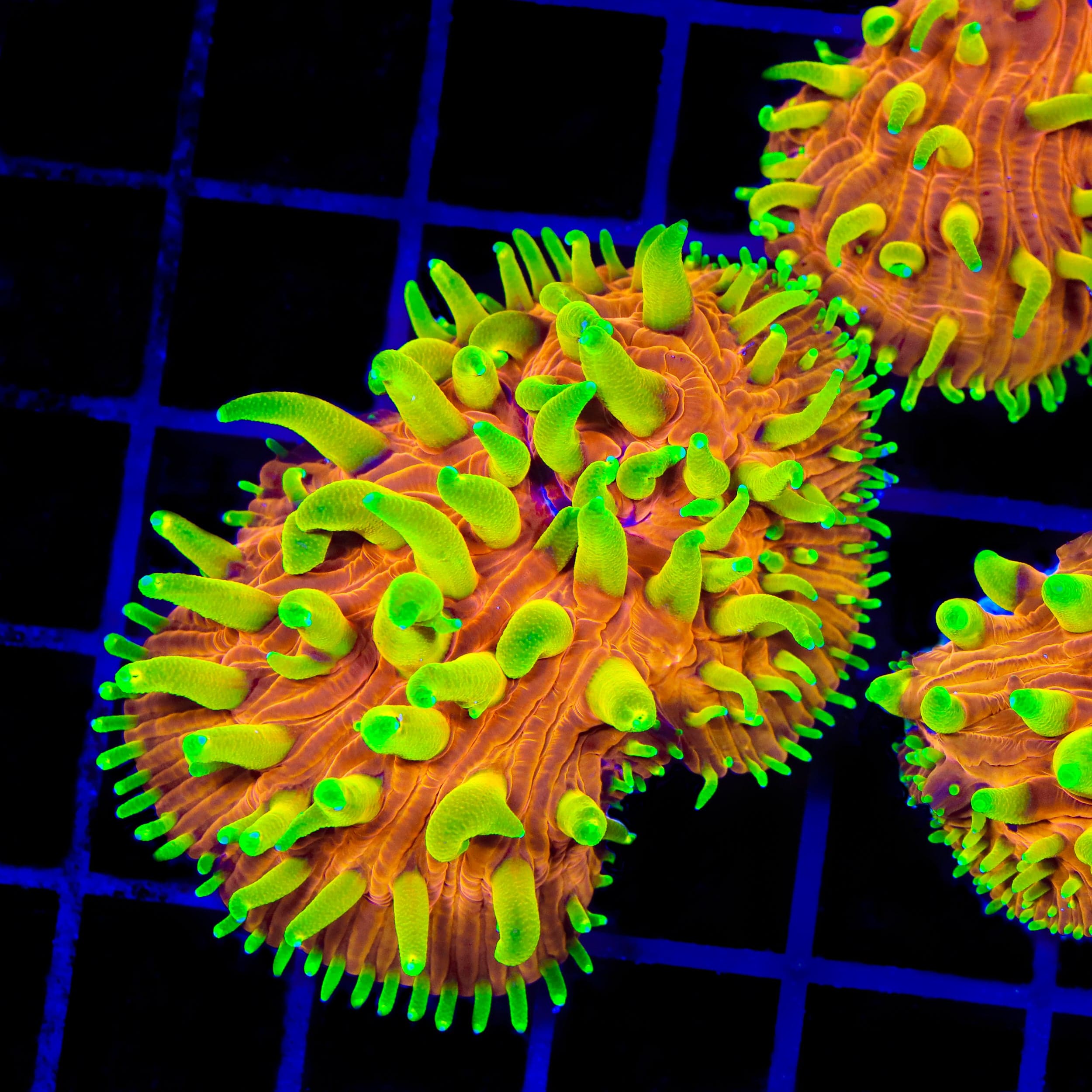 TSA Blazing Sun Cycloseris Aquacultured Plate Coral – Top Shelf