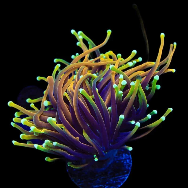 TSA Blowtorch Torch Coral – Almost WYSIWYG – Top Shelf Aquatics