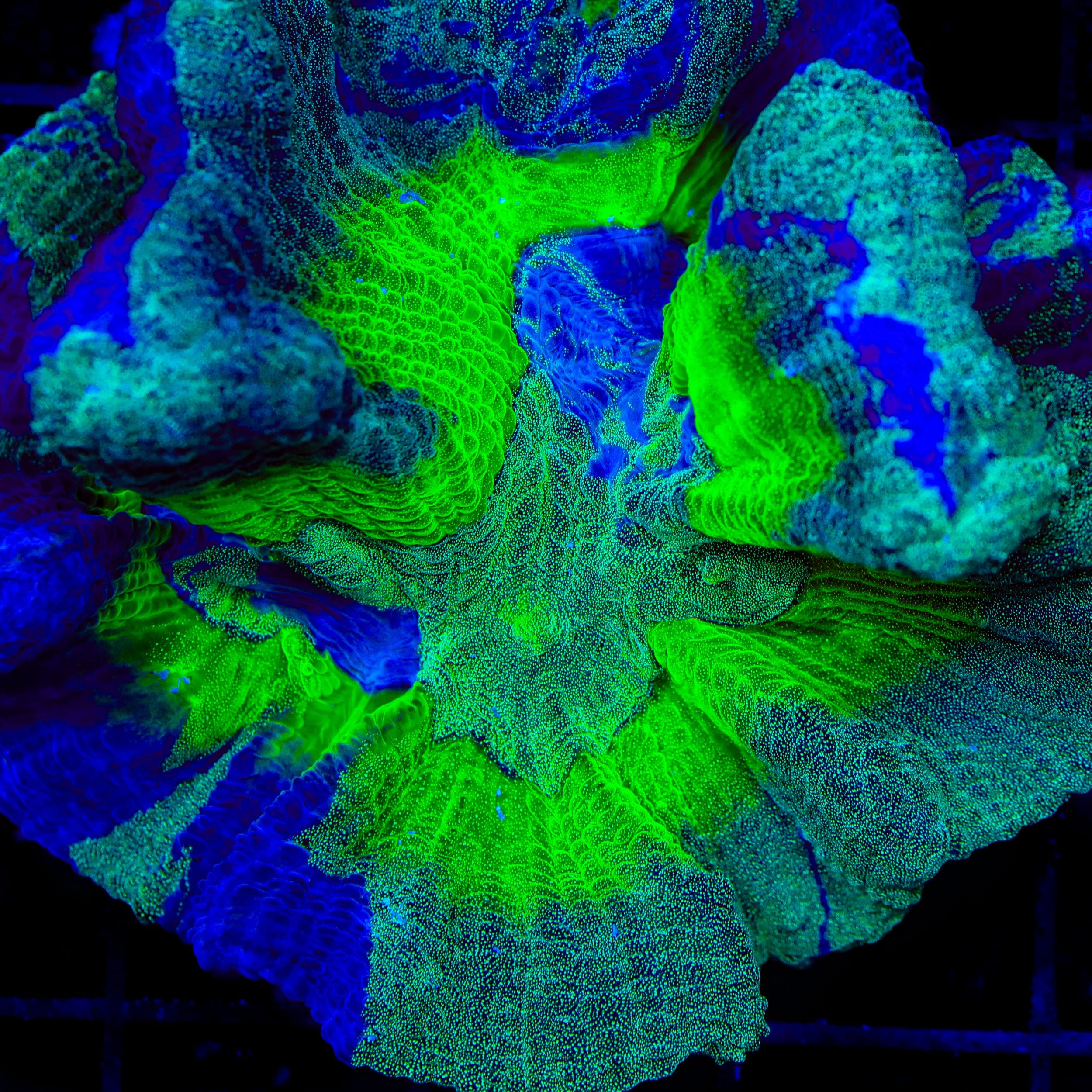 TSA Blueberry Splatter Grafted Pectinia Coral – Top Shelf Aquatics