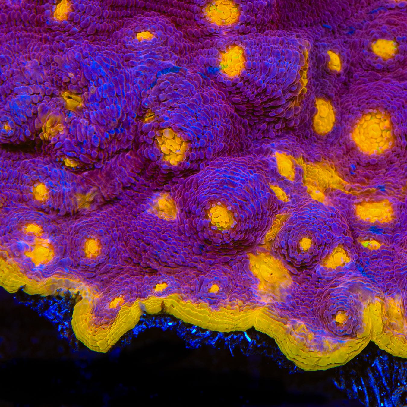 TSA Gold Mine Chalice Coral – Cut to Order – Top Shelf Aquatics