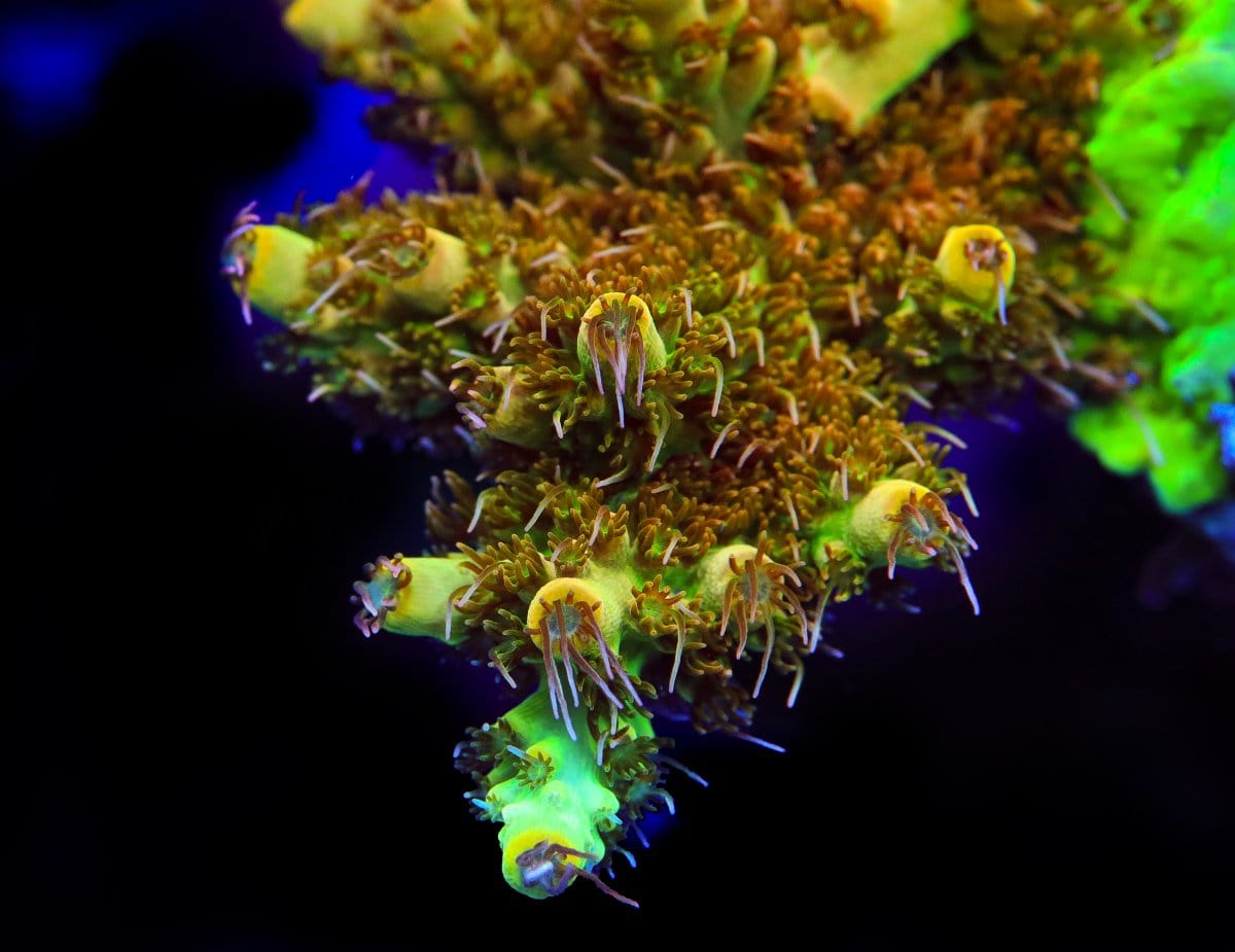 TSA Harvey Wallbanger Acropora Coral – Cut to Order – Top Shelf