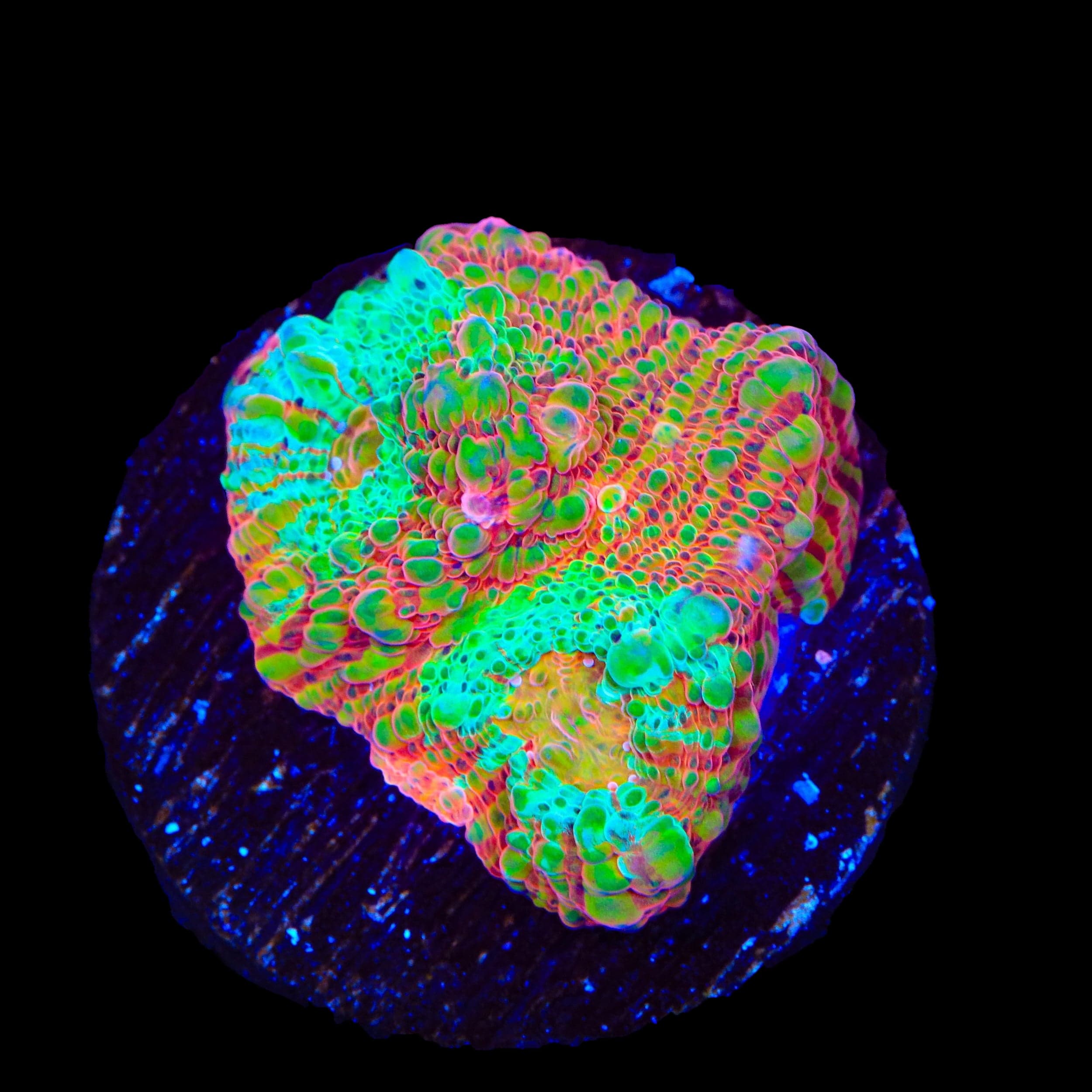 TSA Jail Break Chalice Coral – Almost WYSIWYG – Top Shelf Aquatics