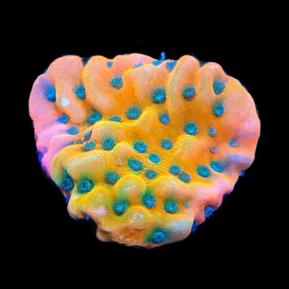 TSA Kaboom Montipora Coral – Almost WYSIWYG – Top Shelf Aquatics