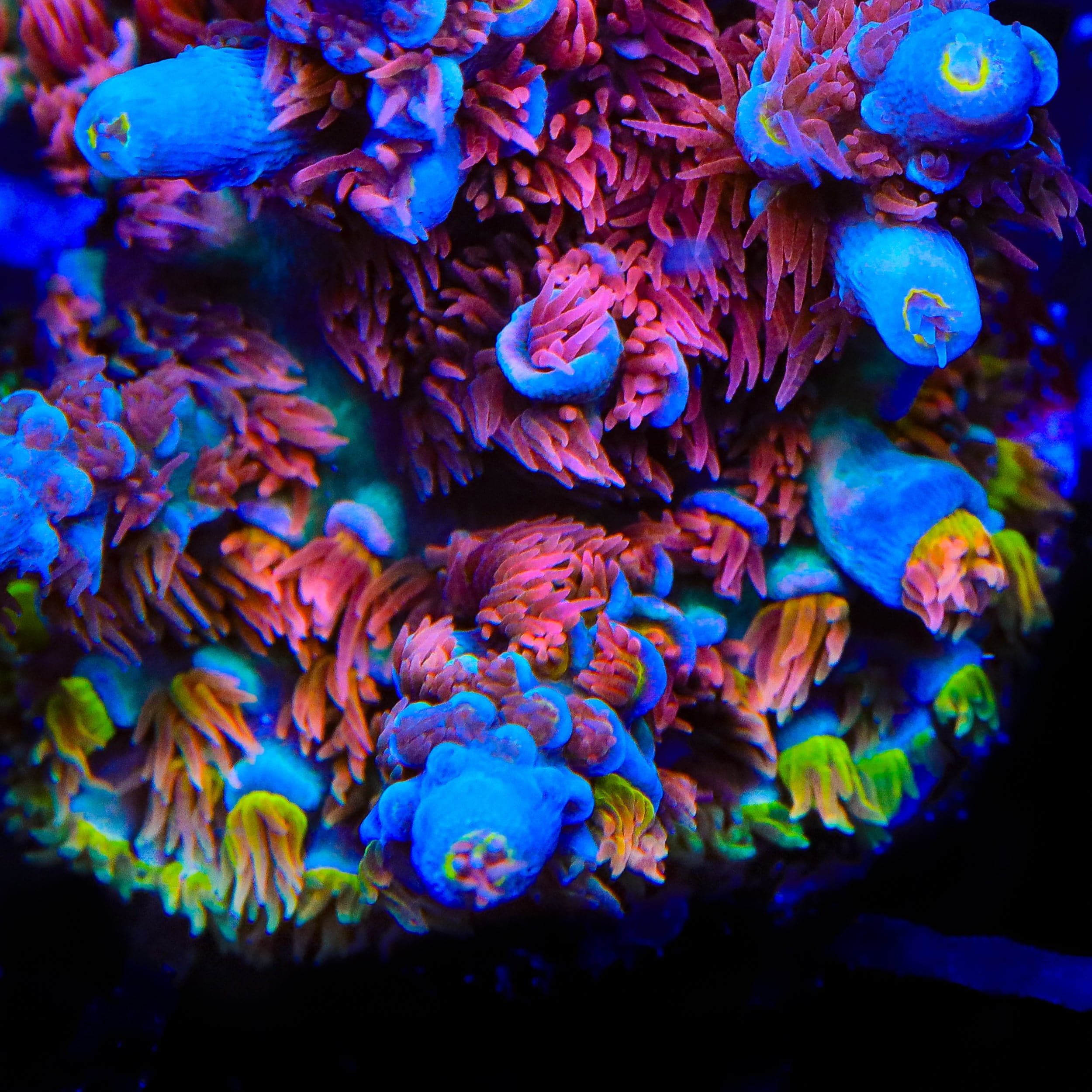 TSA Rainbow Raspberry Tenuis Acropora Coral – Top Shelf Aquatics