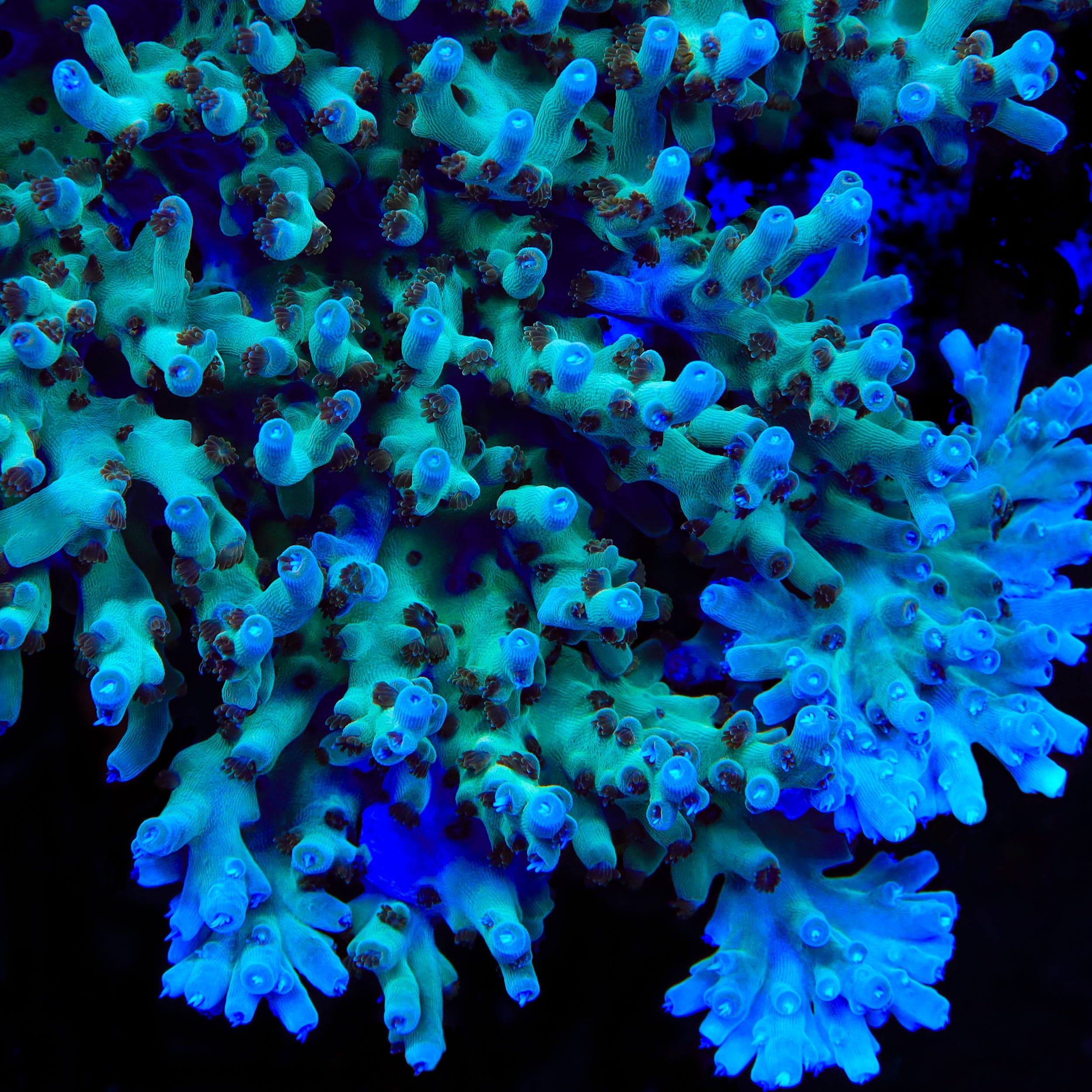 TSA Mr Meeseeks Acropora Coral – Cut to Order – Top Shelf Aquatics