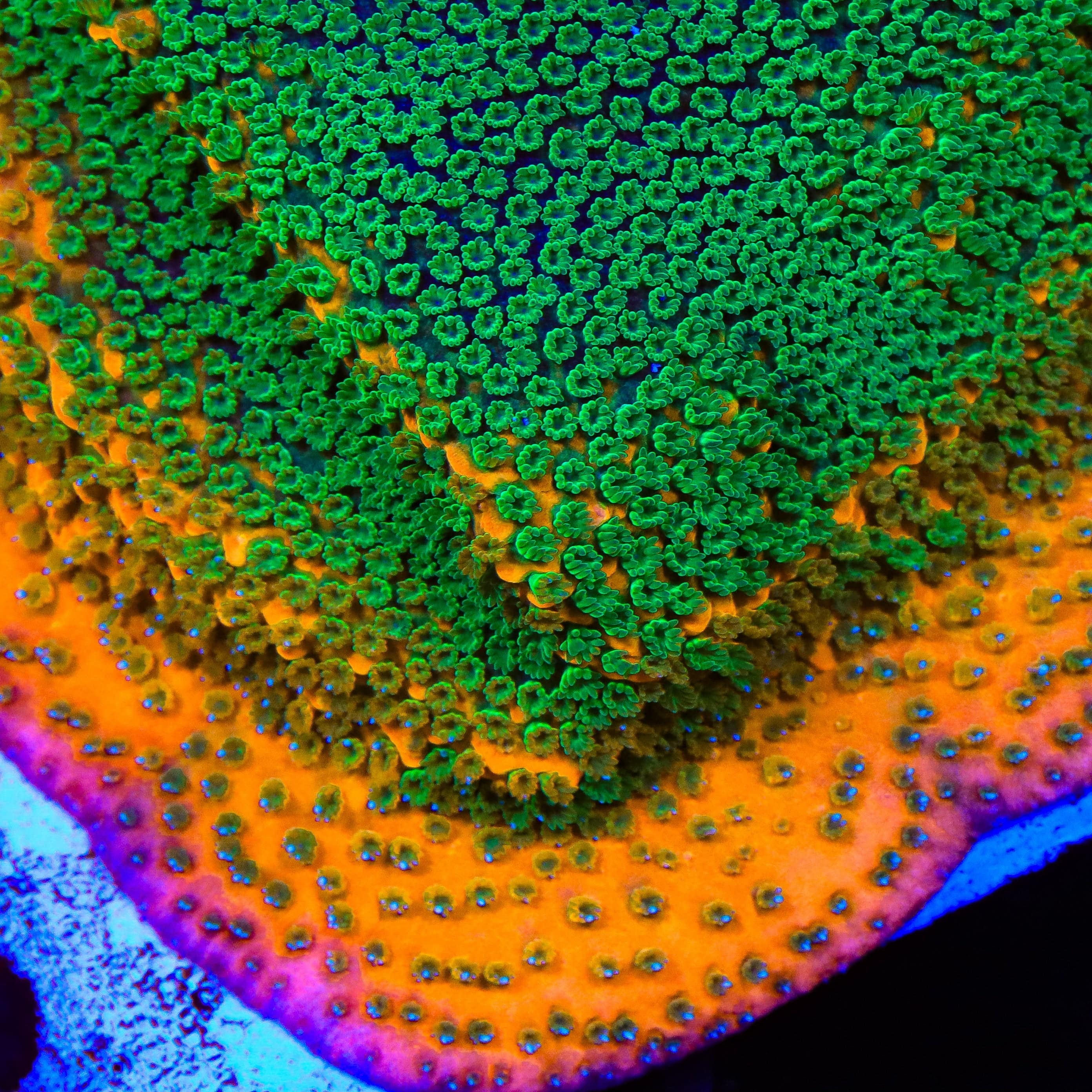 TSA Oompa Loompa Montipora Coral – Cut to Order – Top Shelf Aquatics