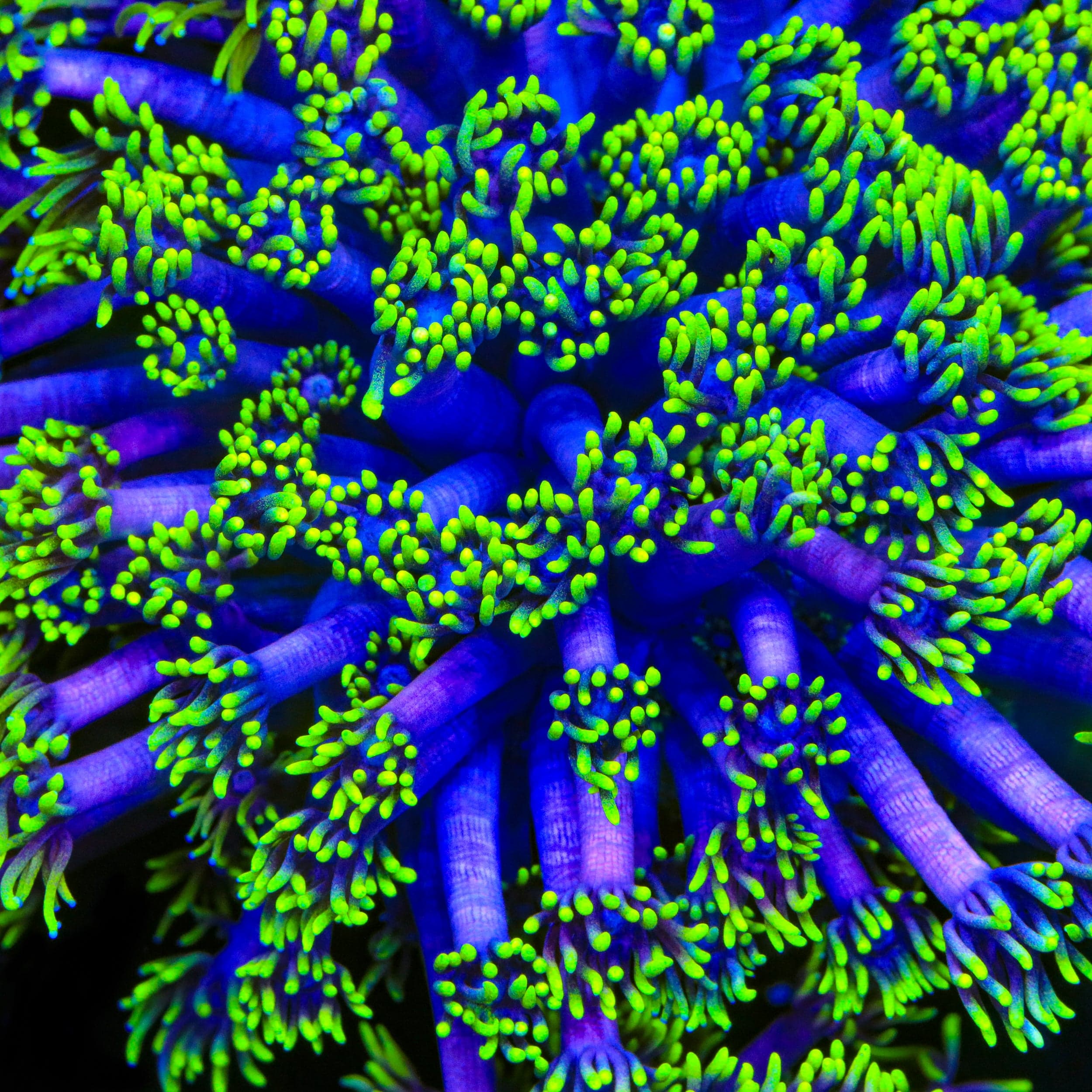 TSA Piccolo Goniopora Coral – Cut to Order – Top Shelf Aquatics