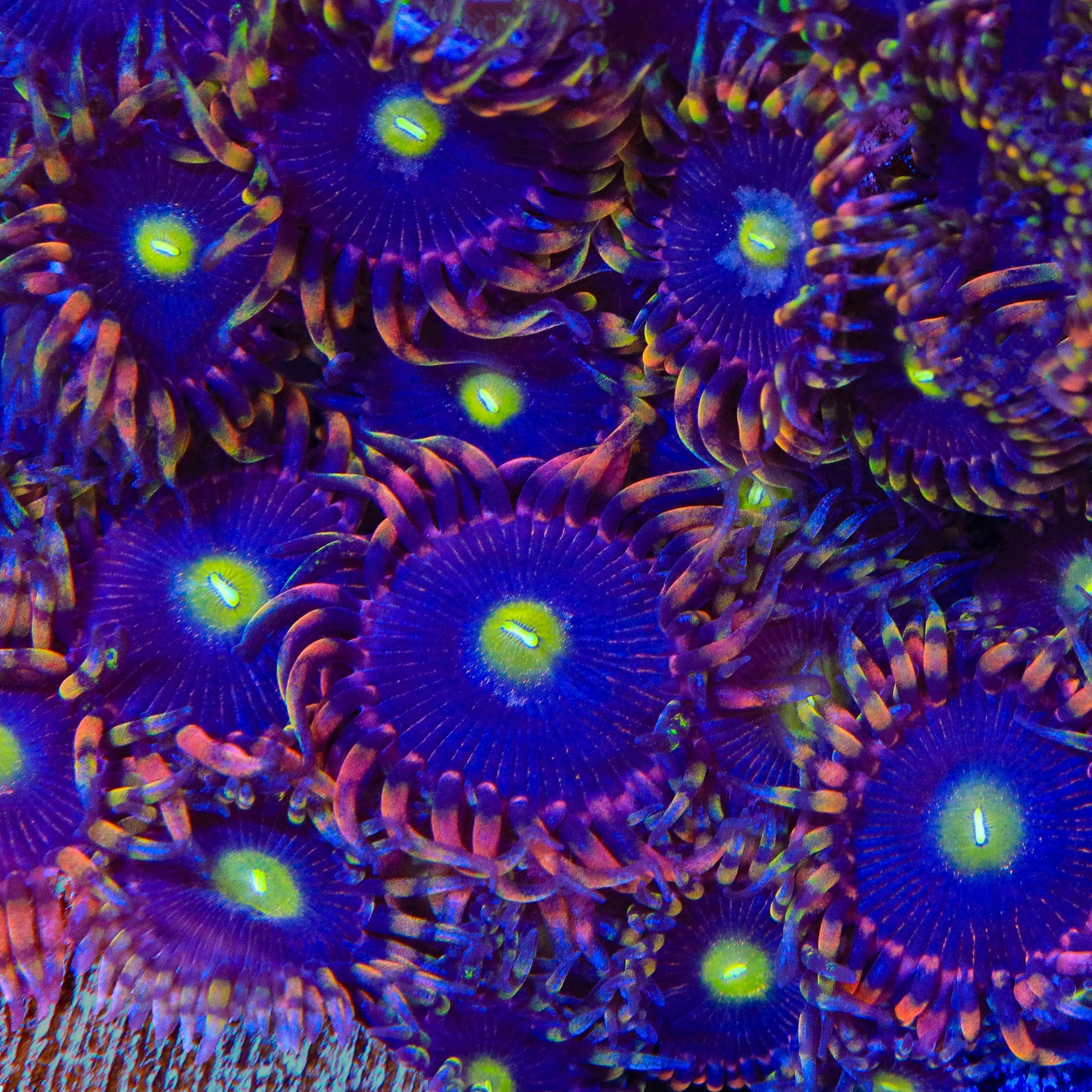 TSA Pinwheel Zoanthids Coral – Cut to Order – Top Shelf Aquatics