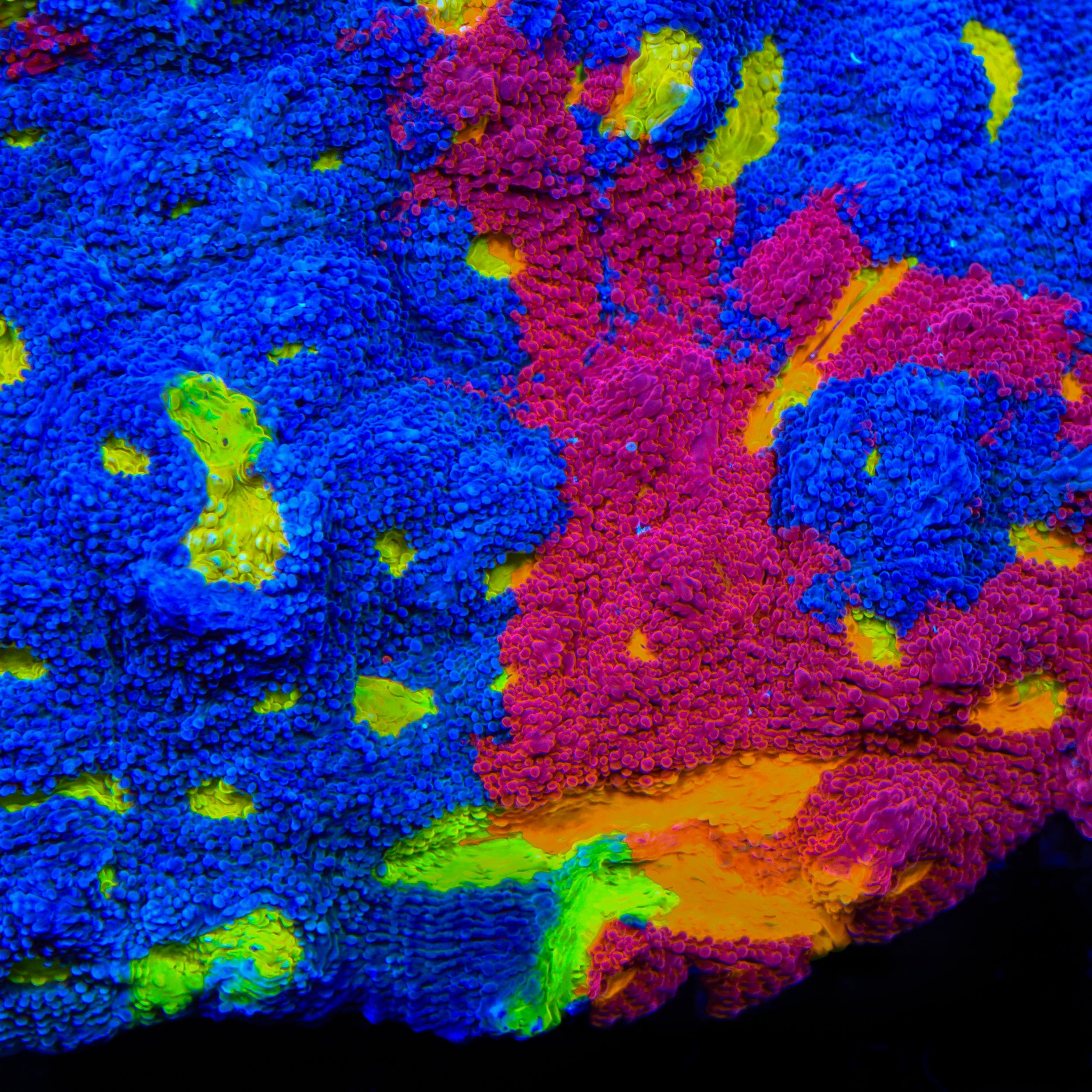 TSA Rainbow Soup Chalice Coral – Cut to Order – Top Shelf Aquatics