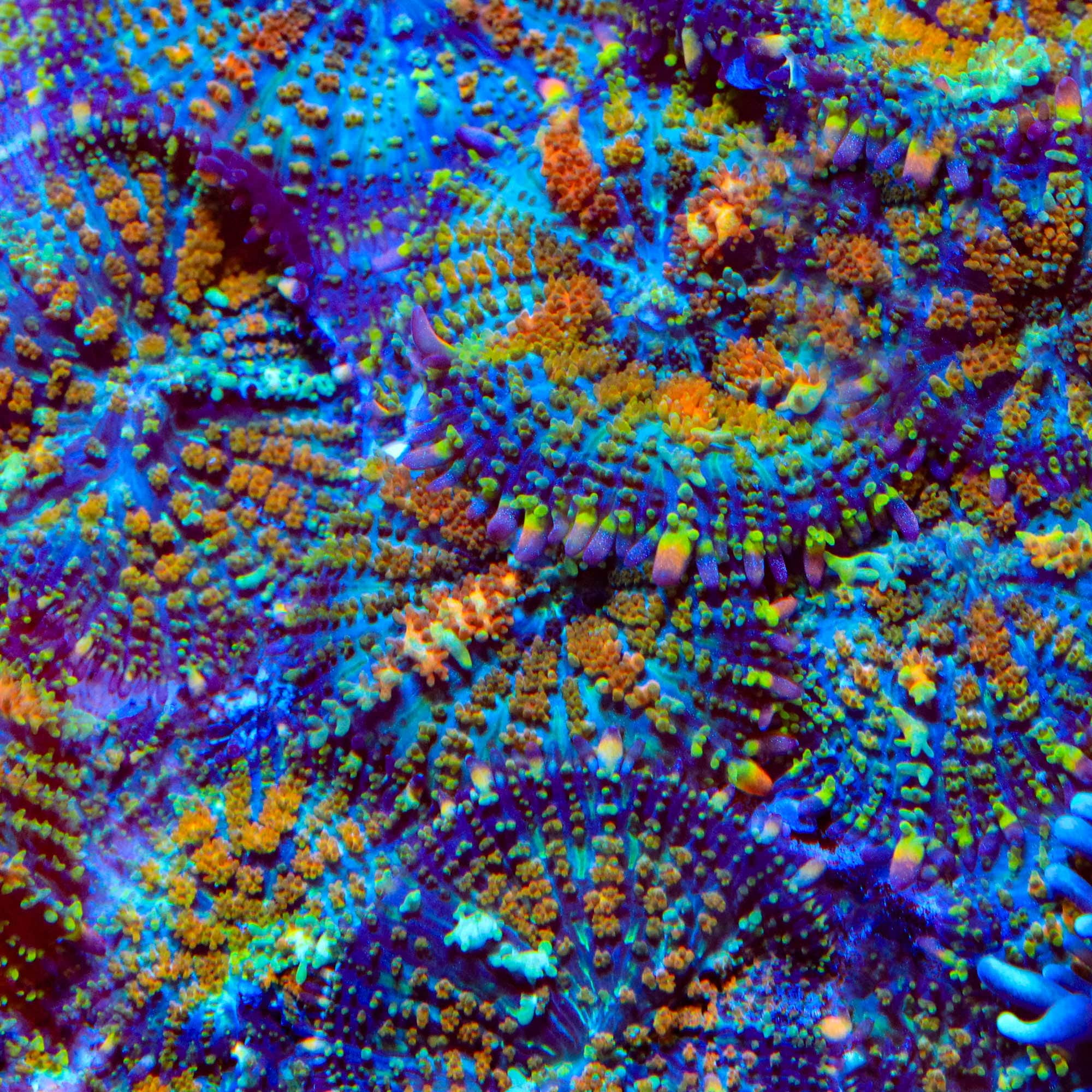 TSA Rainbow Sparkler Mushroom Coral – Cut to Order – Top Shelf 