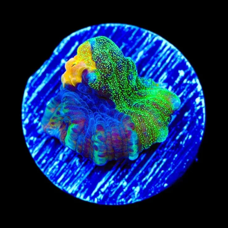 TSA Raja in Pajamas Chalice Coral – Almost WYSIWYG – Top Shelf