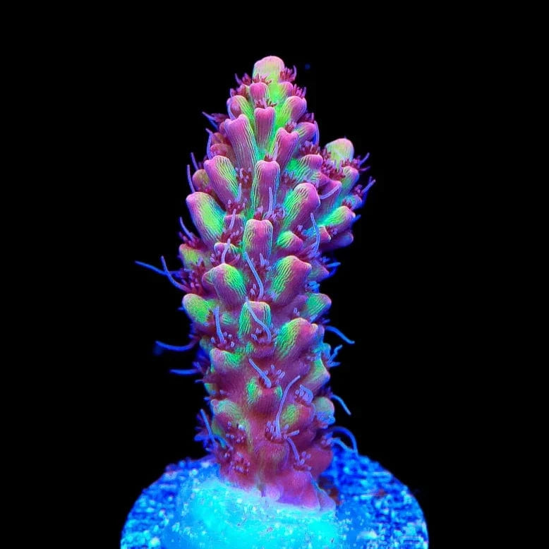 TSA Strawberry Shortcake Acropora Coral – Almost WYSIWYG – Top