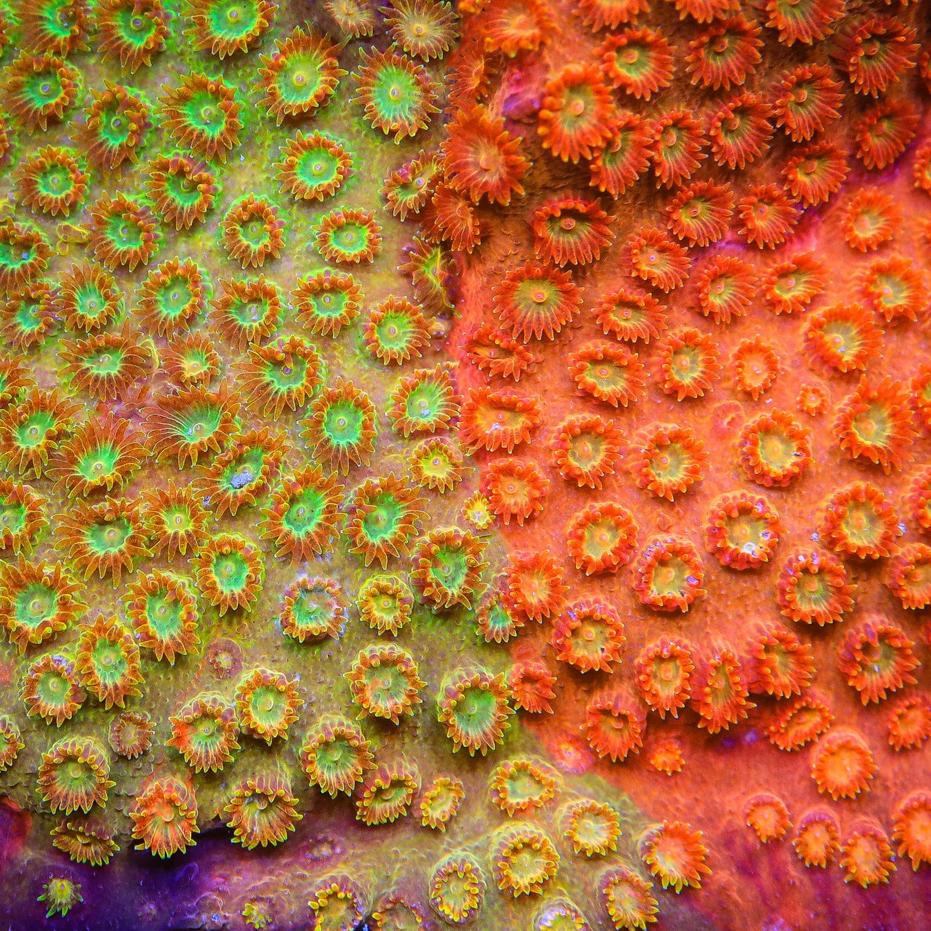 TSA Tropicana Twist Cyphastrea Coral – Cut to Order – Top Shelf