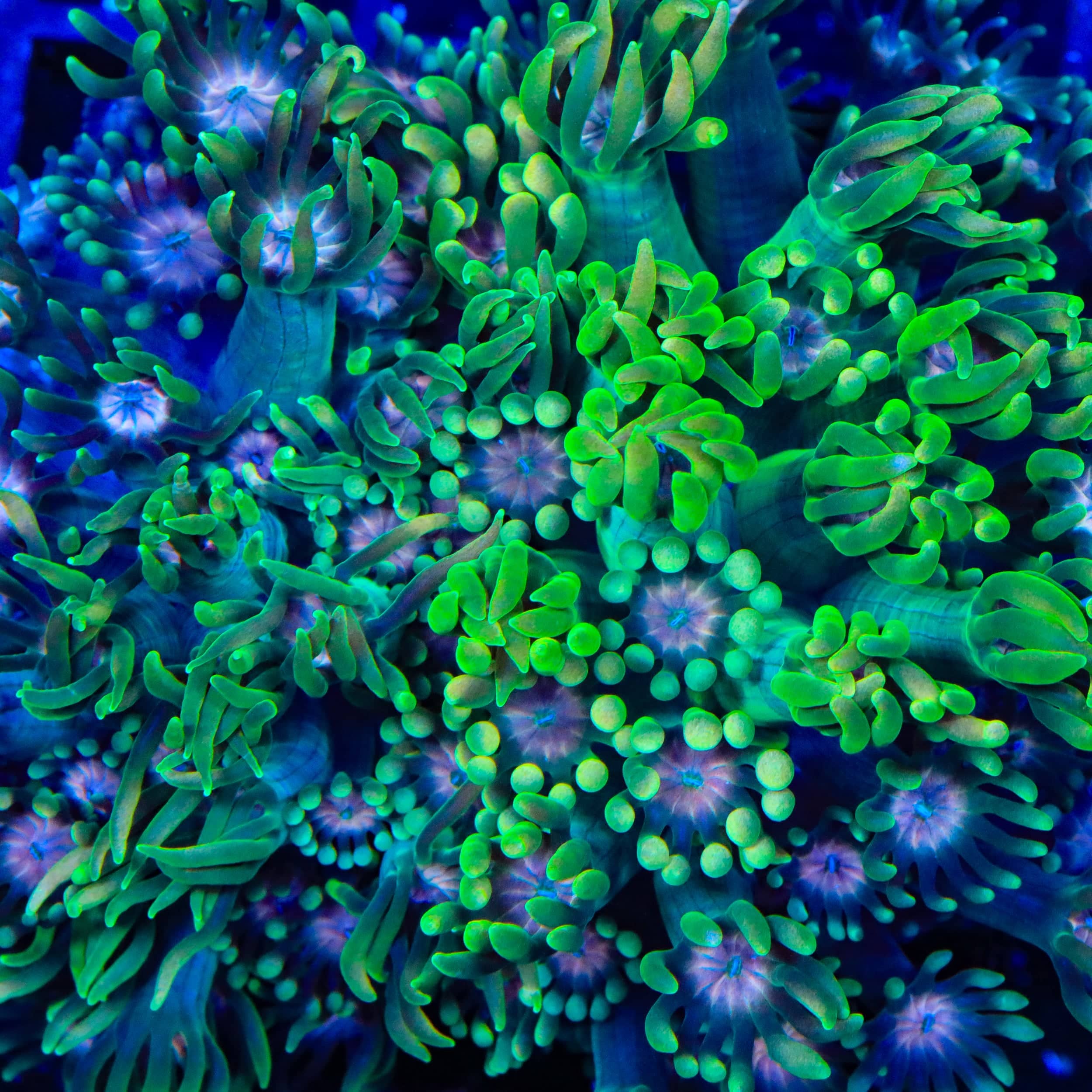 プリパラ　シオン　フルーツアロハ TSA Watermelon Punch Alveopora Coral – Top Shelf Aquatics