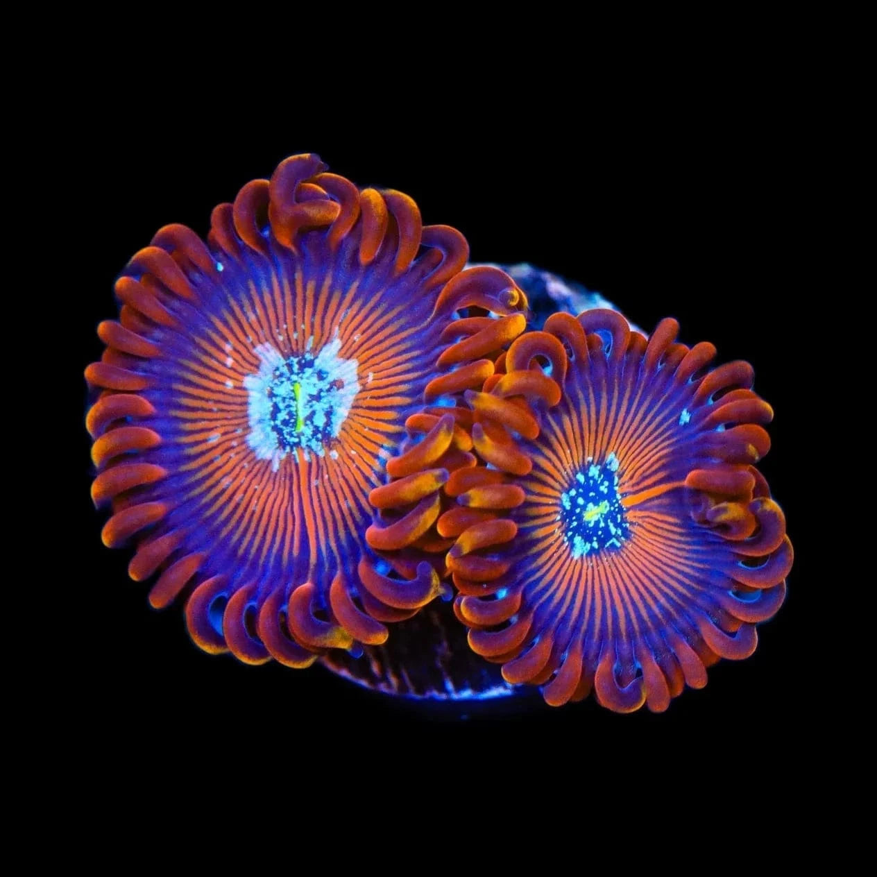 ACI Wizard Zoanthids Coral – Almost WYSIWYG – Top Shelf Aquatics