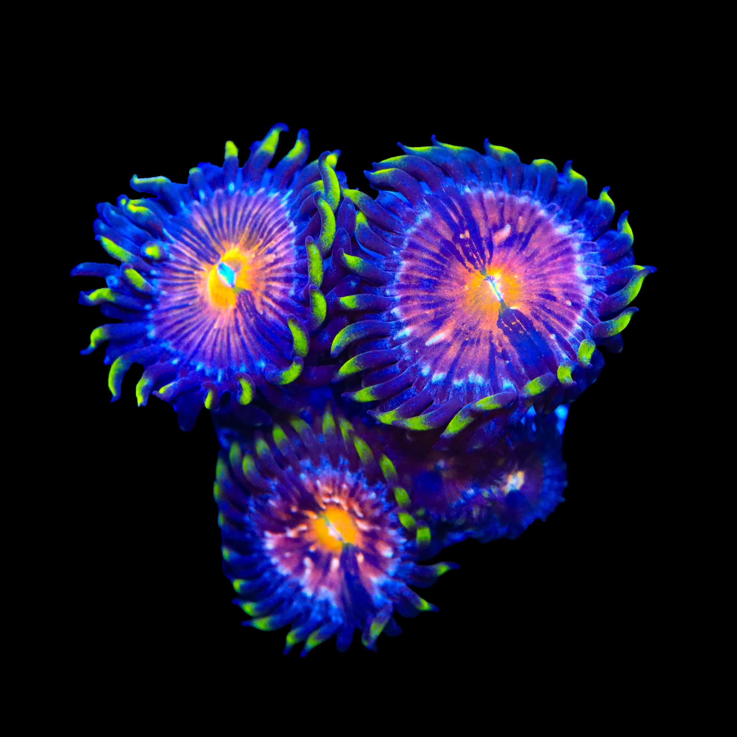 Nirvana Zoanthids Coral – Top Shelf Aquatics