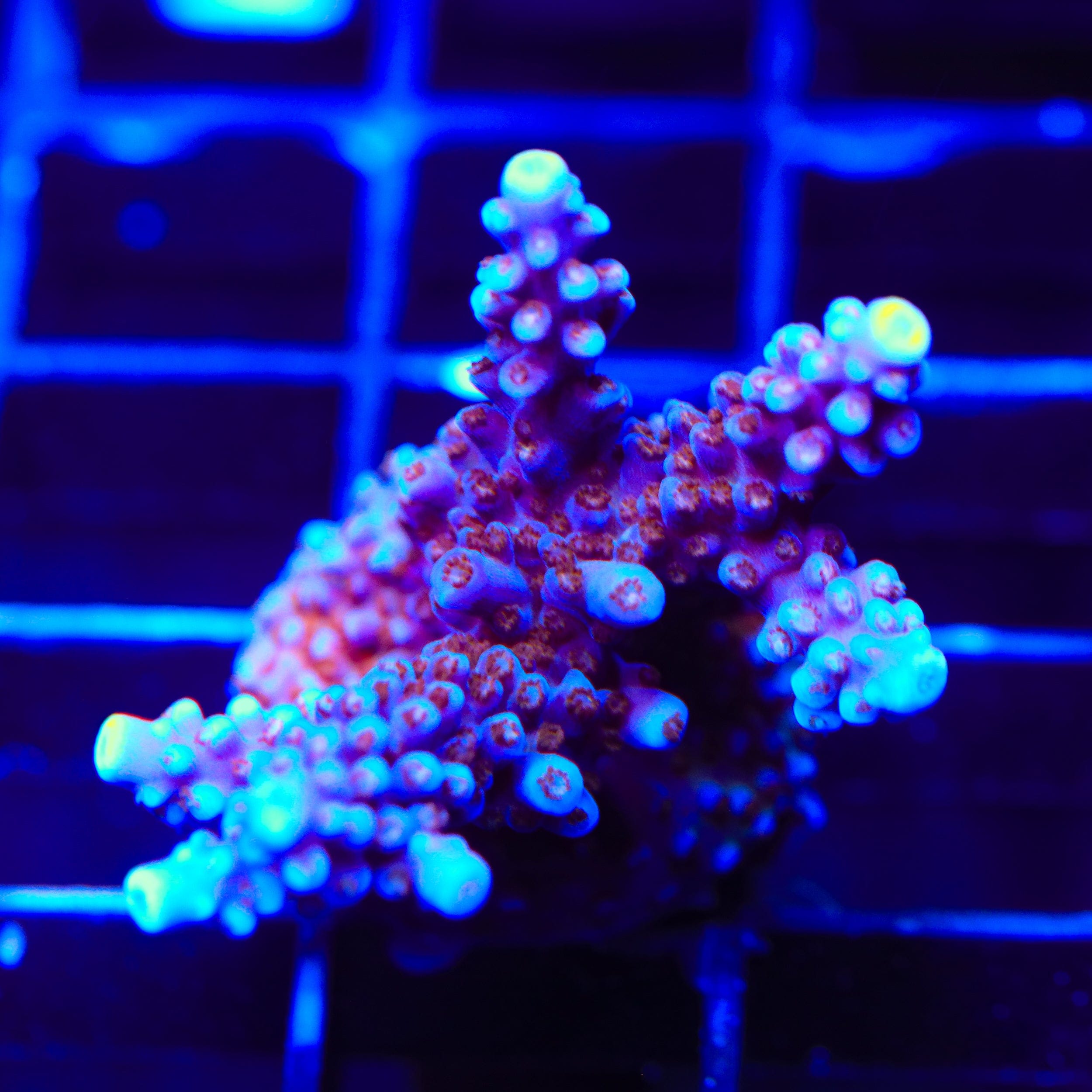 ARC Fireworks Acropora Coral – Top Shelf Aquatics