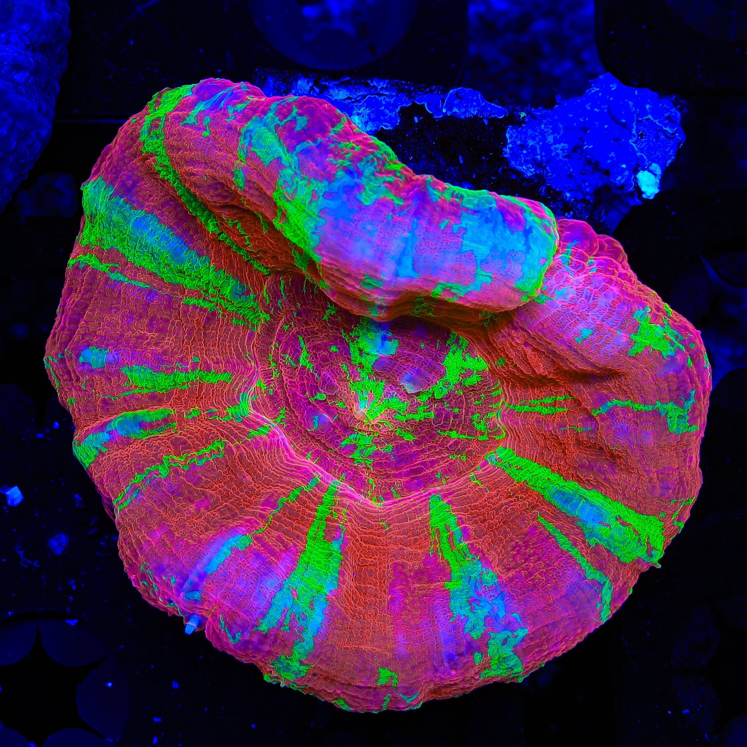 Bleeding Apple Scolymia Coral – Top Shelf Aquatics
