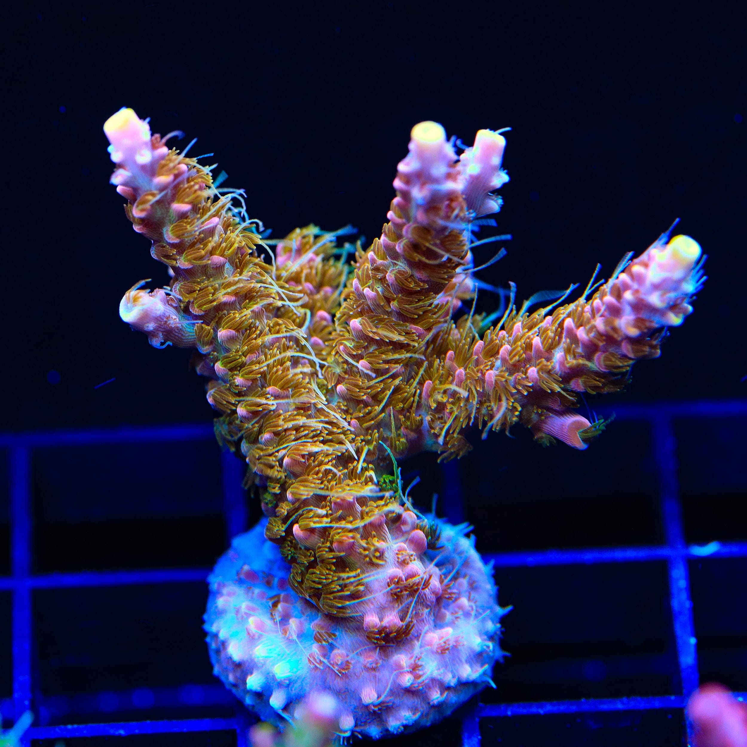 CherryBullet メイ ポラロイド ガルプラ CC Voodoo Majick Acropora XL Frag Coral – Top Shelf Aquatics