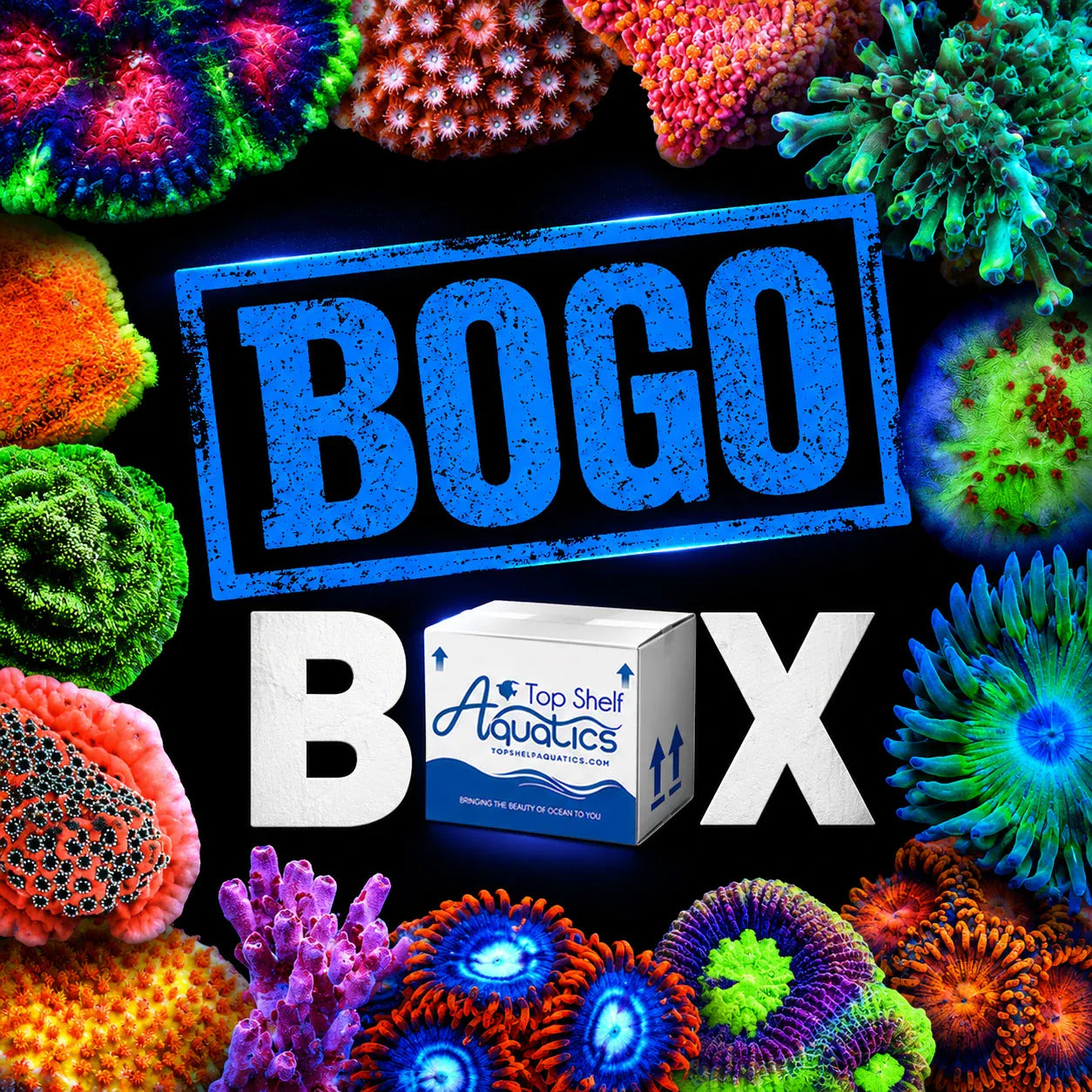boca fish box Coral BOGO – Top Shelf Aquatics subseries:Abu_Garcia_Gen_Ike Drop-shot Tactics for Tough-bite operate spade and plier Color:#G03 White Shad