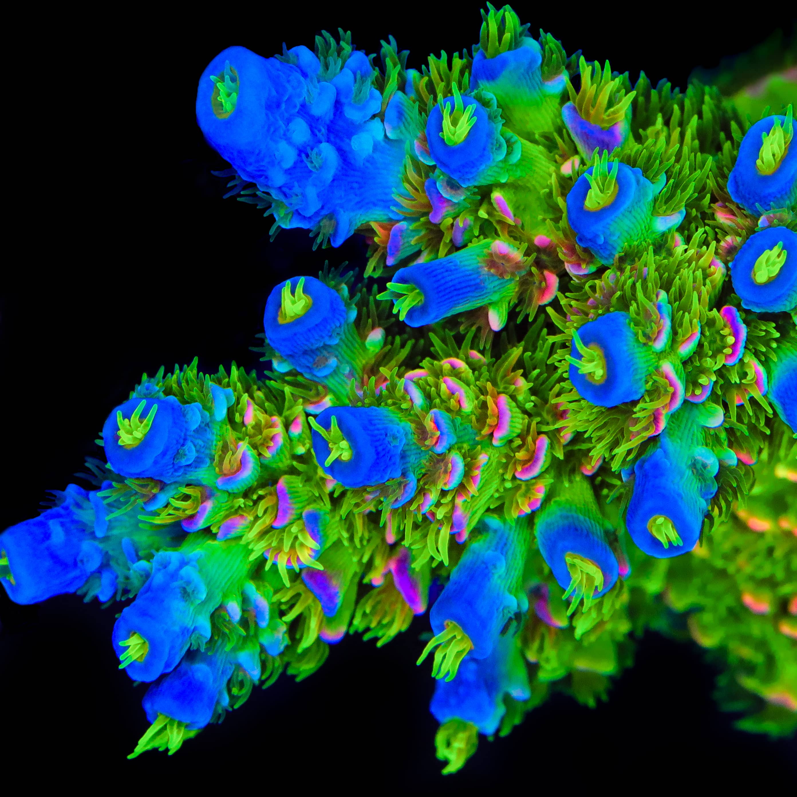 JF Homewrecker Tenuis Acropora Coral – Top Shelf Aquatics