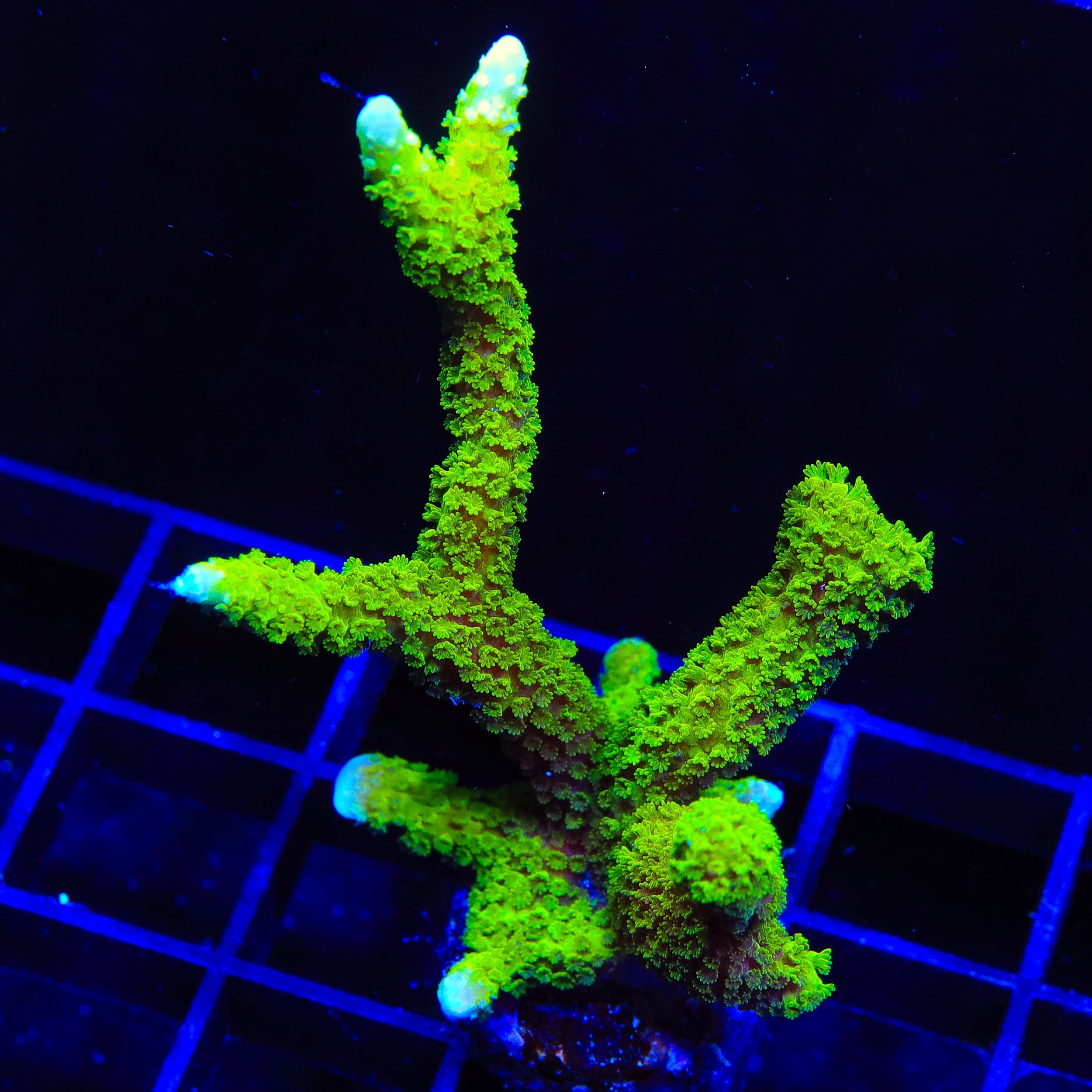 NETriPTa　/マヨンチット Nuclear Green Montipora Digitata XL Frag Coral – Top Shelf Aquatics