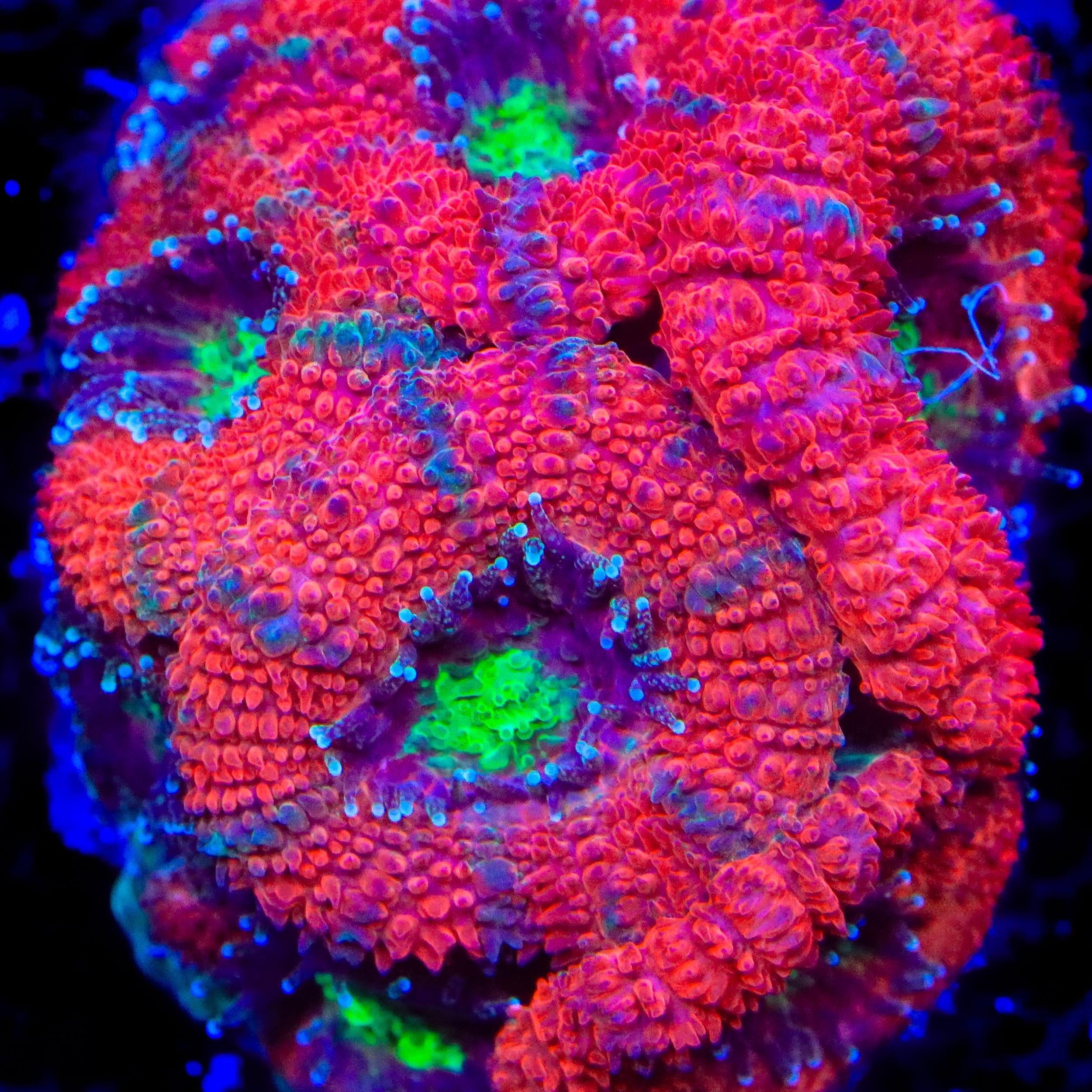 TSA Berry Delight Micromussa Acan Coral – Cut to Order – Top Shelf