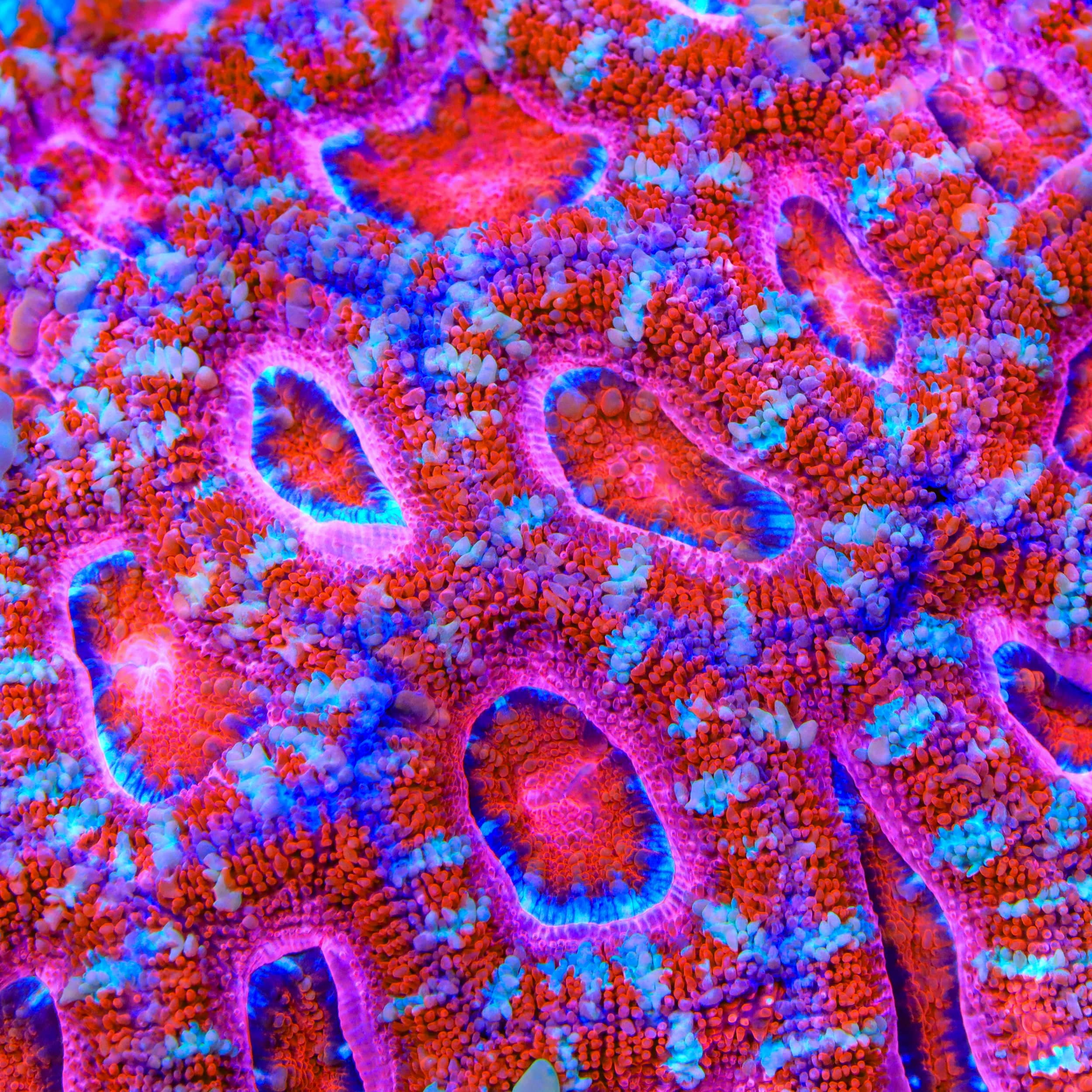 TSA Bubblegum Snap Acan Coral – Top Shelf Aquatics