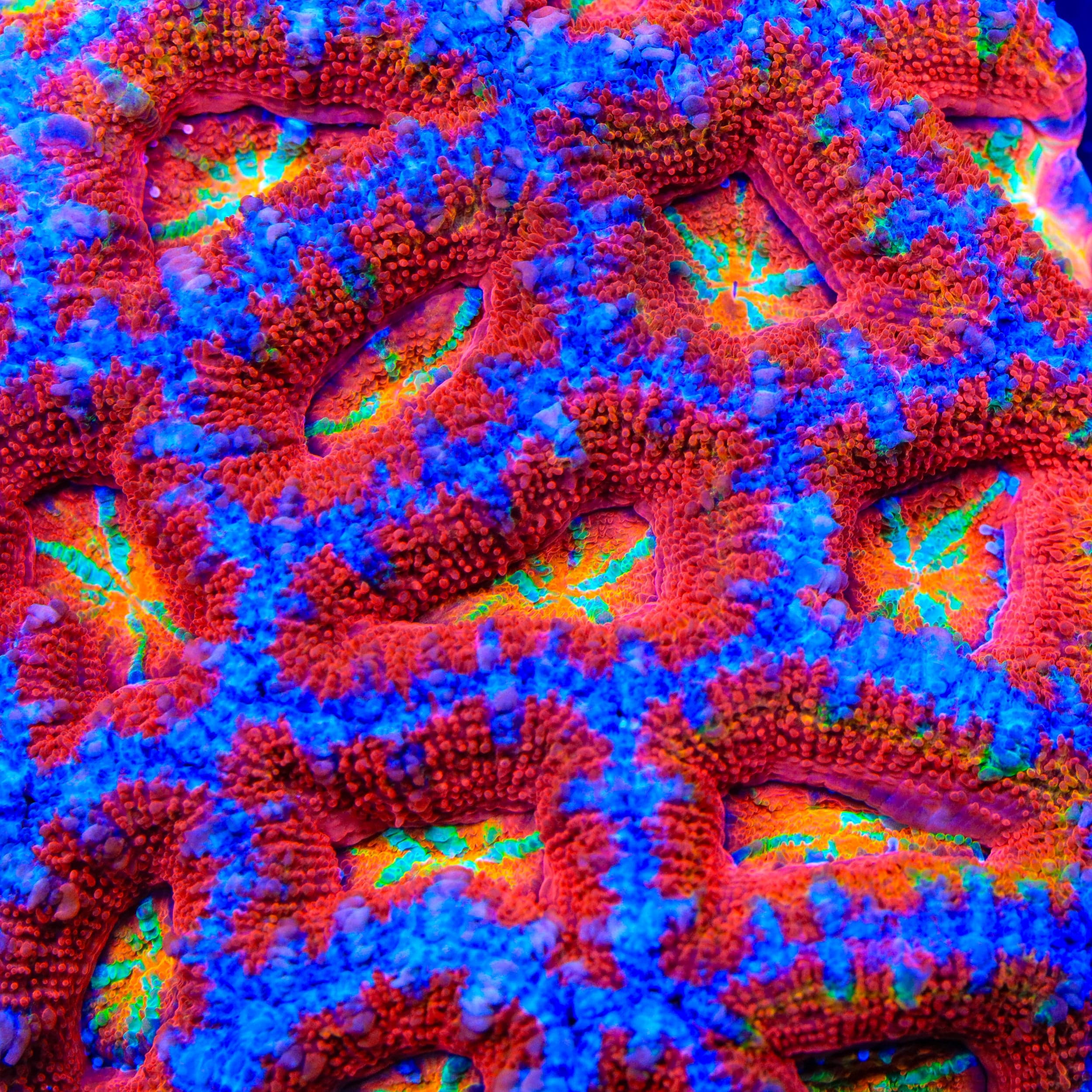 TSA Candy Floss Acan Coral – Top Shelf Aquatics