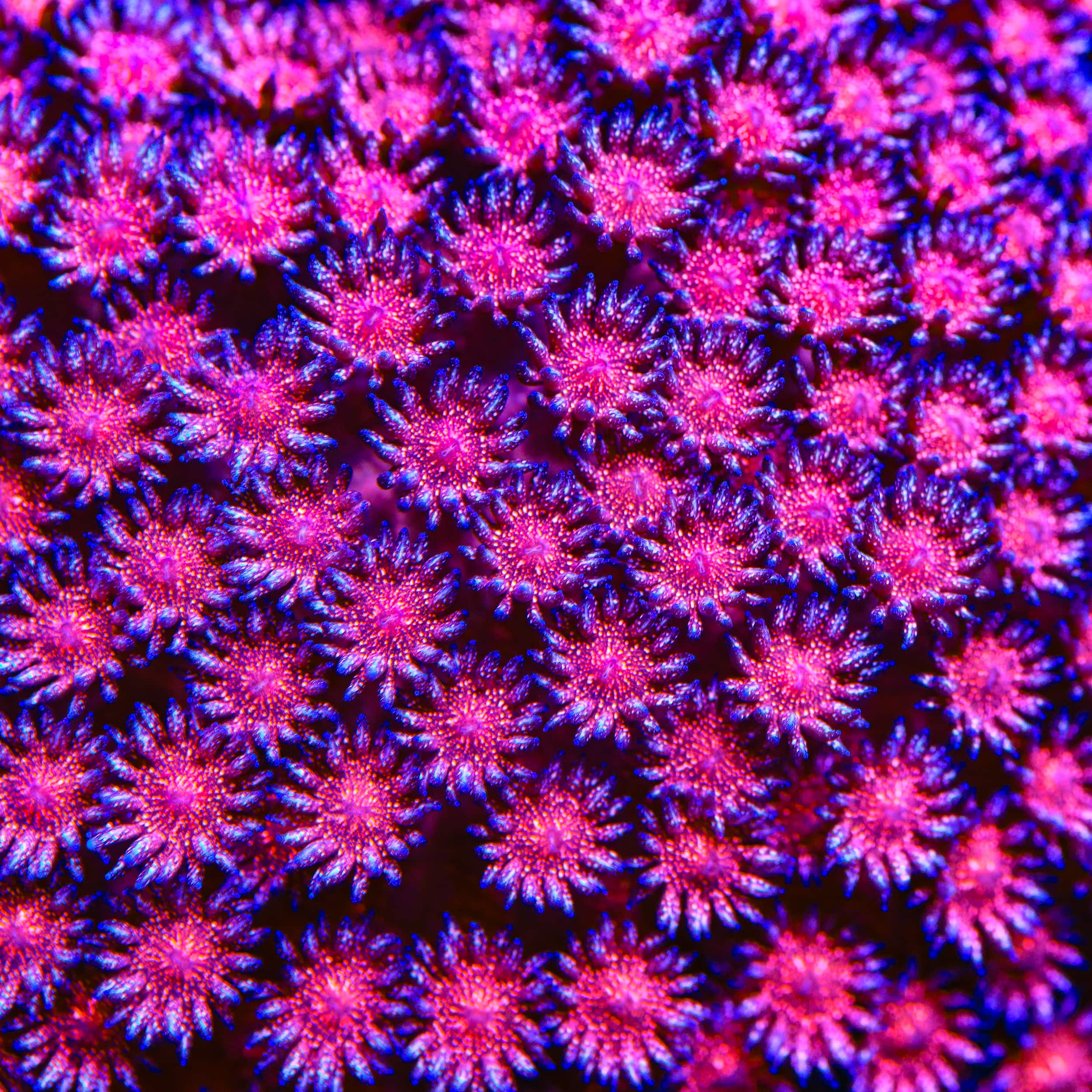 TSA Cherry Glitter Goniopora Coral – Cut to Order – Top Shelf Aquatics