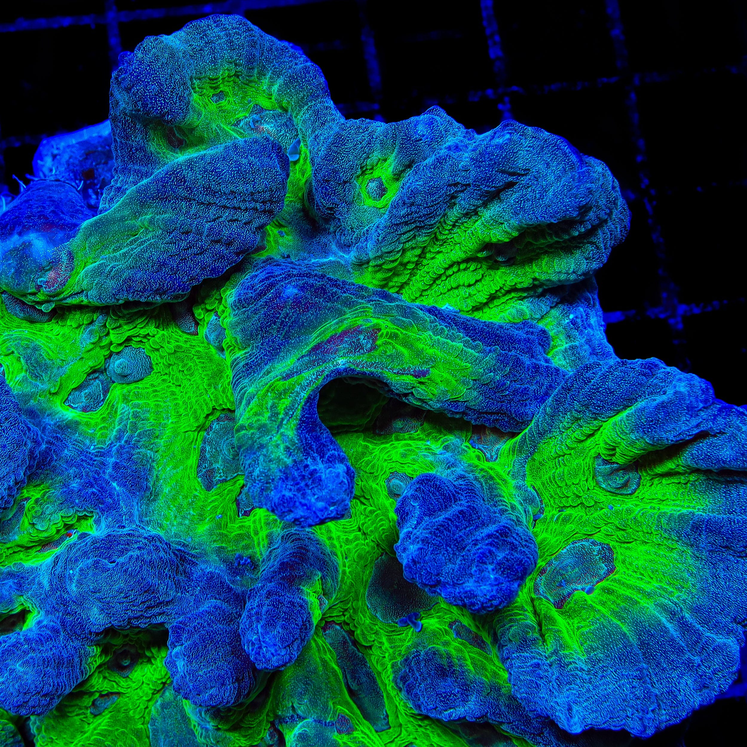ランファ＆ミソラ SP TSA Legacy Pectinia Coral – Cut to Order – Top Shelf Aquatics