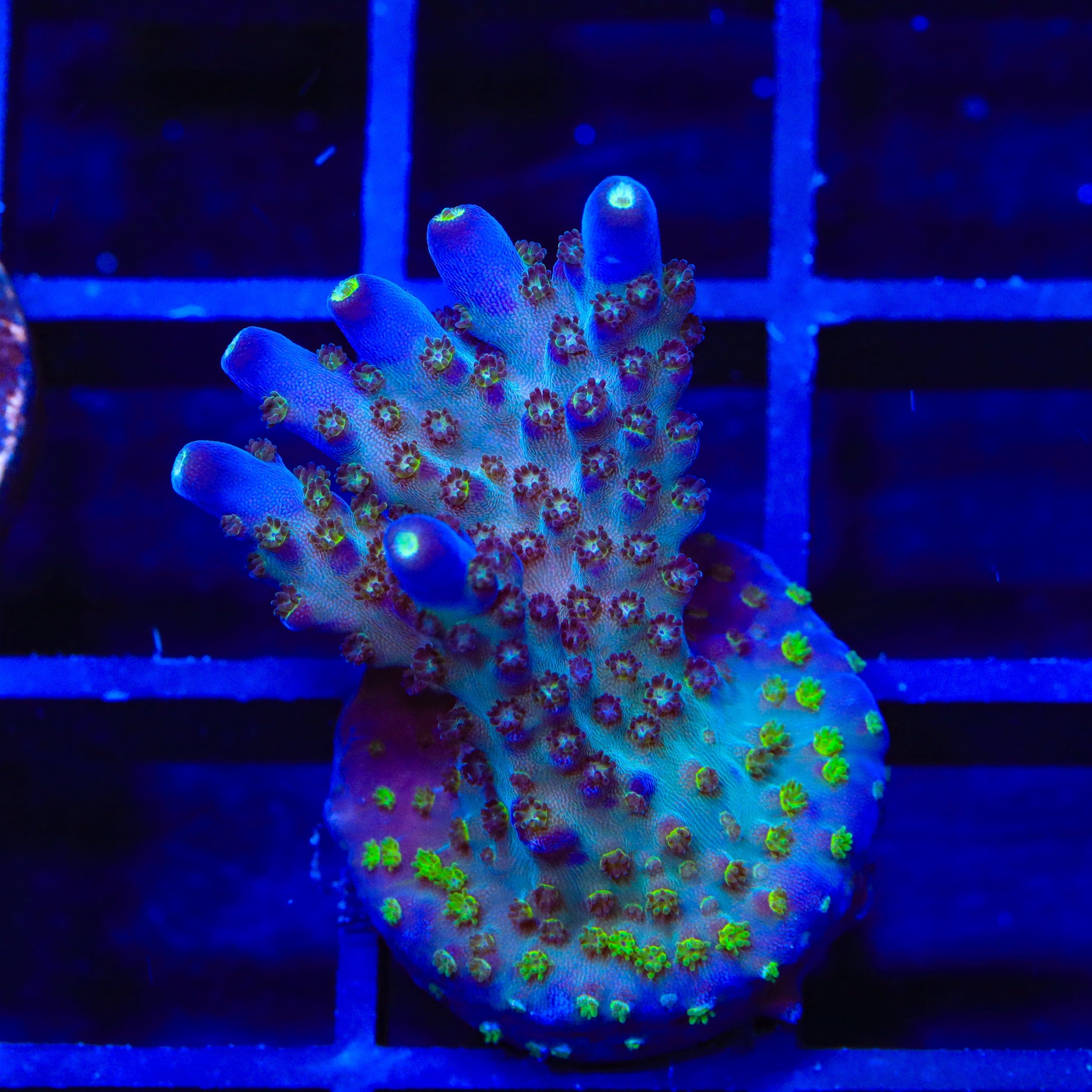 TSA Midnight Fire Acropora XL Frag Coral – Top Shelf Aquatics