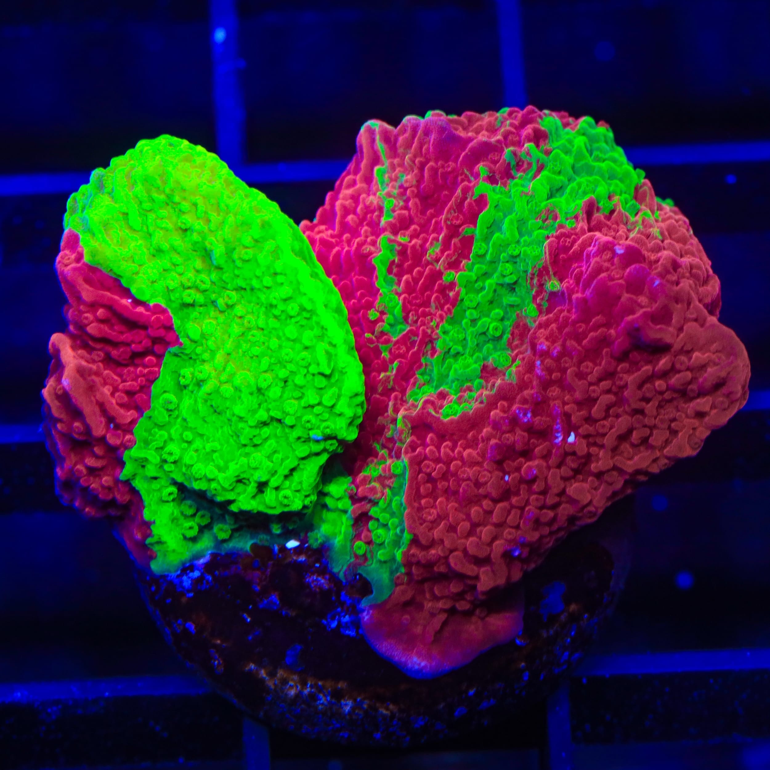 TSA Mind Meld Triple Grafted Montipora XL Frag Coral – Top Shelf