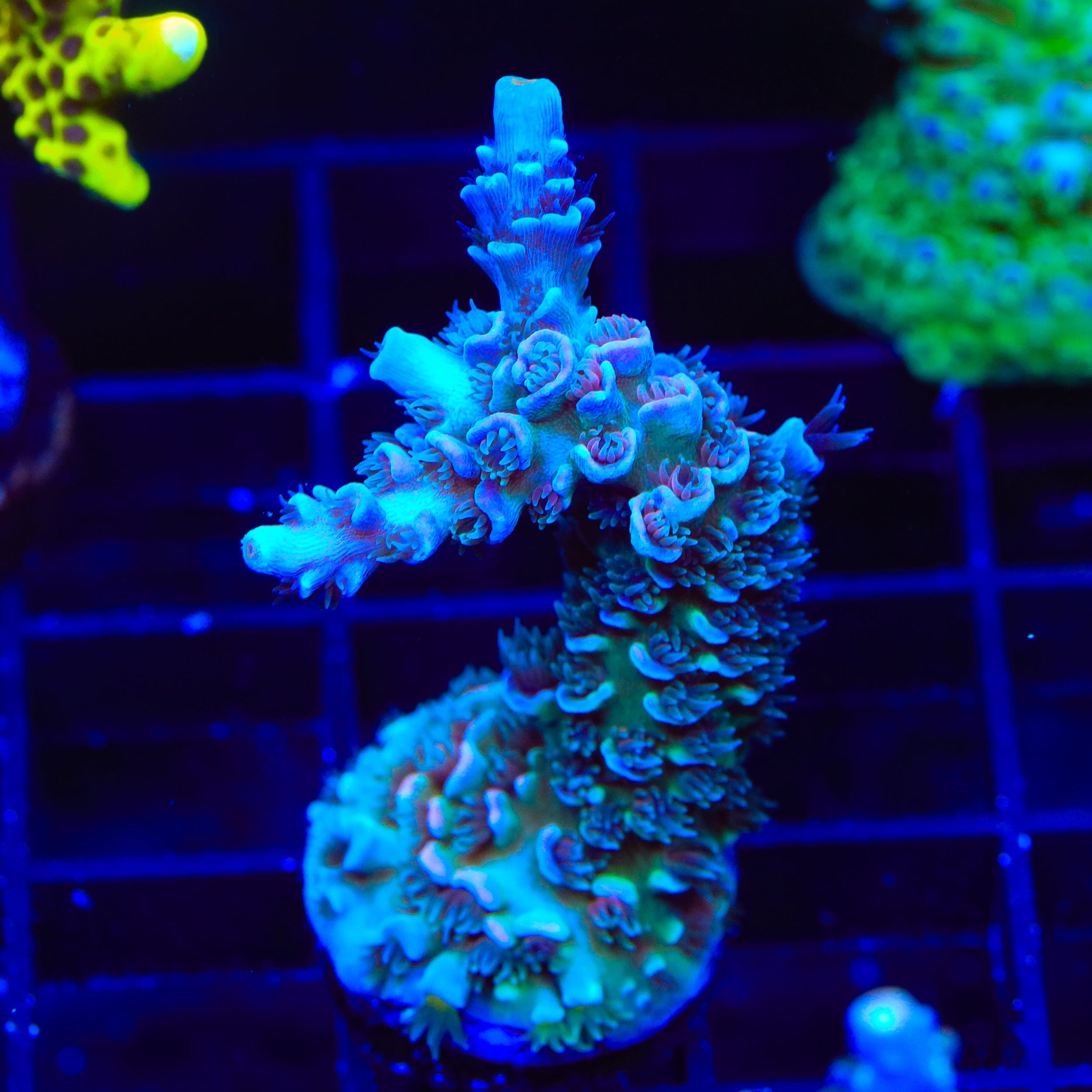サボ　sec コミパラ TSA Peach Tree Tenuis Acropora XL Frag Coral – Top Shelf Aquatics