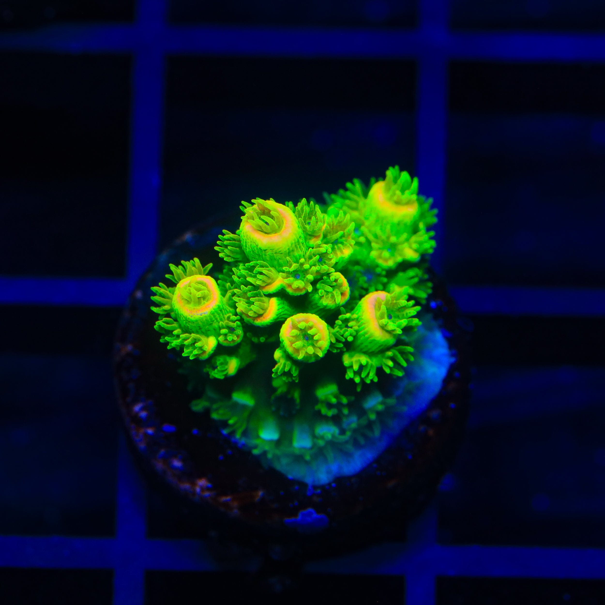 TSA Rainbow Supernova Tenuis Acropora Coral – Top Shelf Aquatics