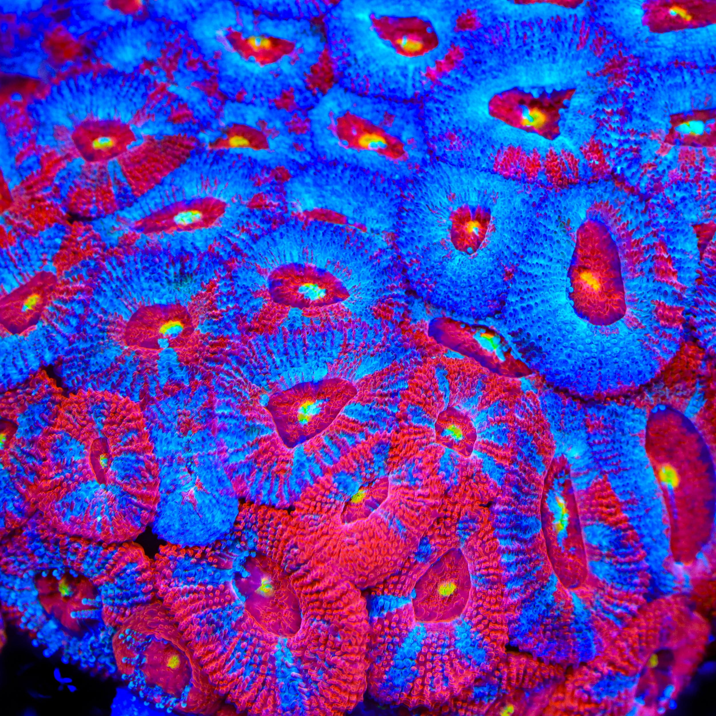 TSA Scrambler Micromussa Acan Coral – Cut to Order – Top Shelf